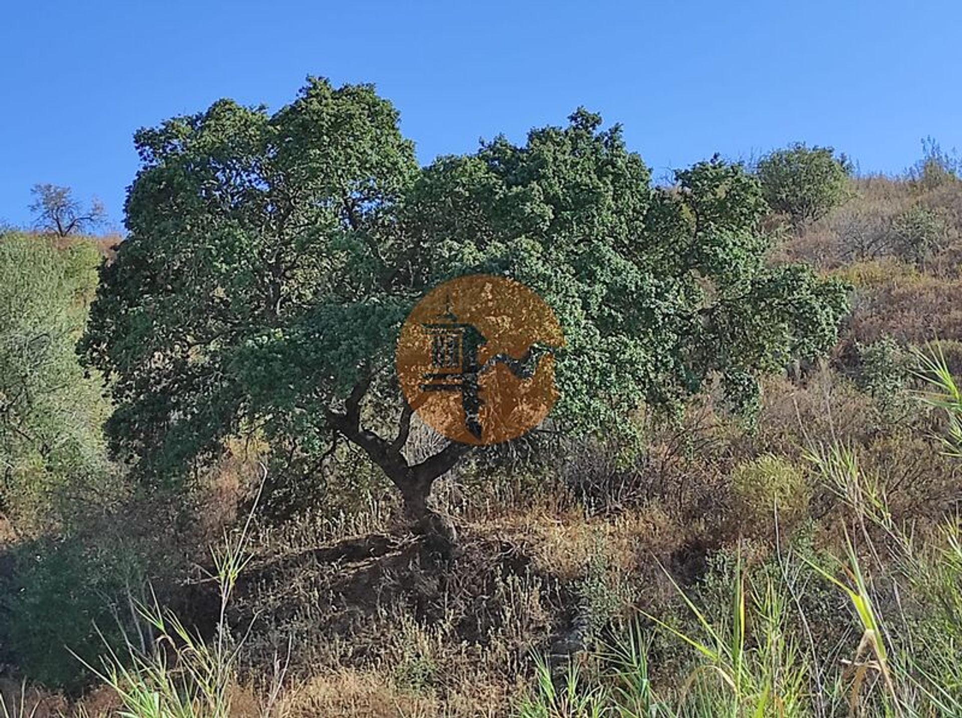 Tierra en odeleita, Faraón 12441983