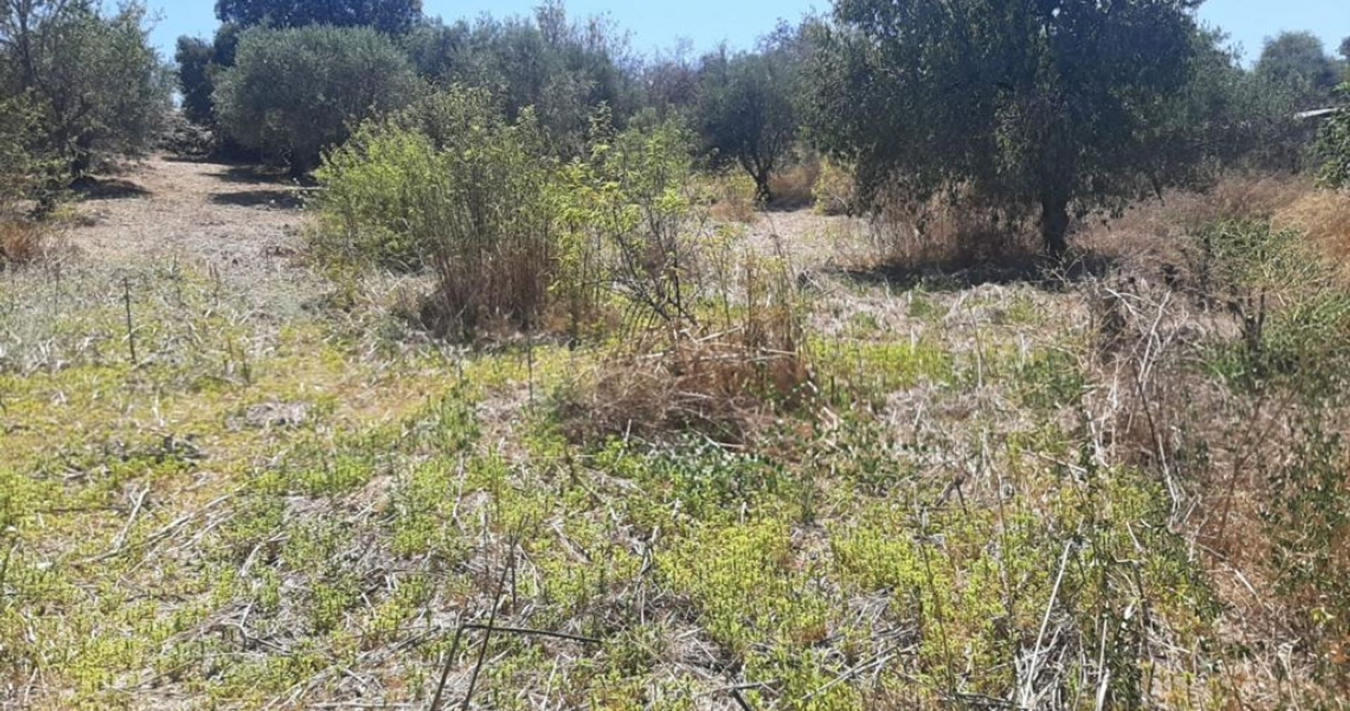 Land in Mesa Chorio, Pafos 12451414