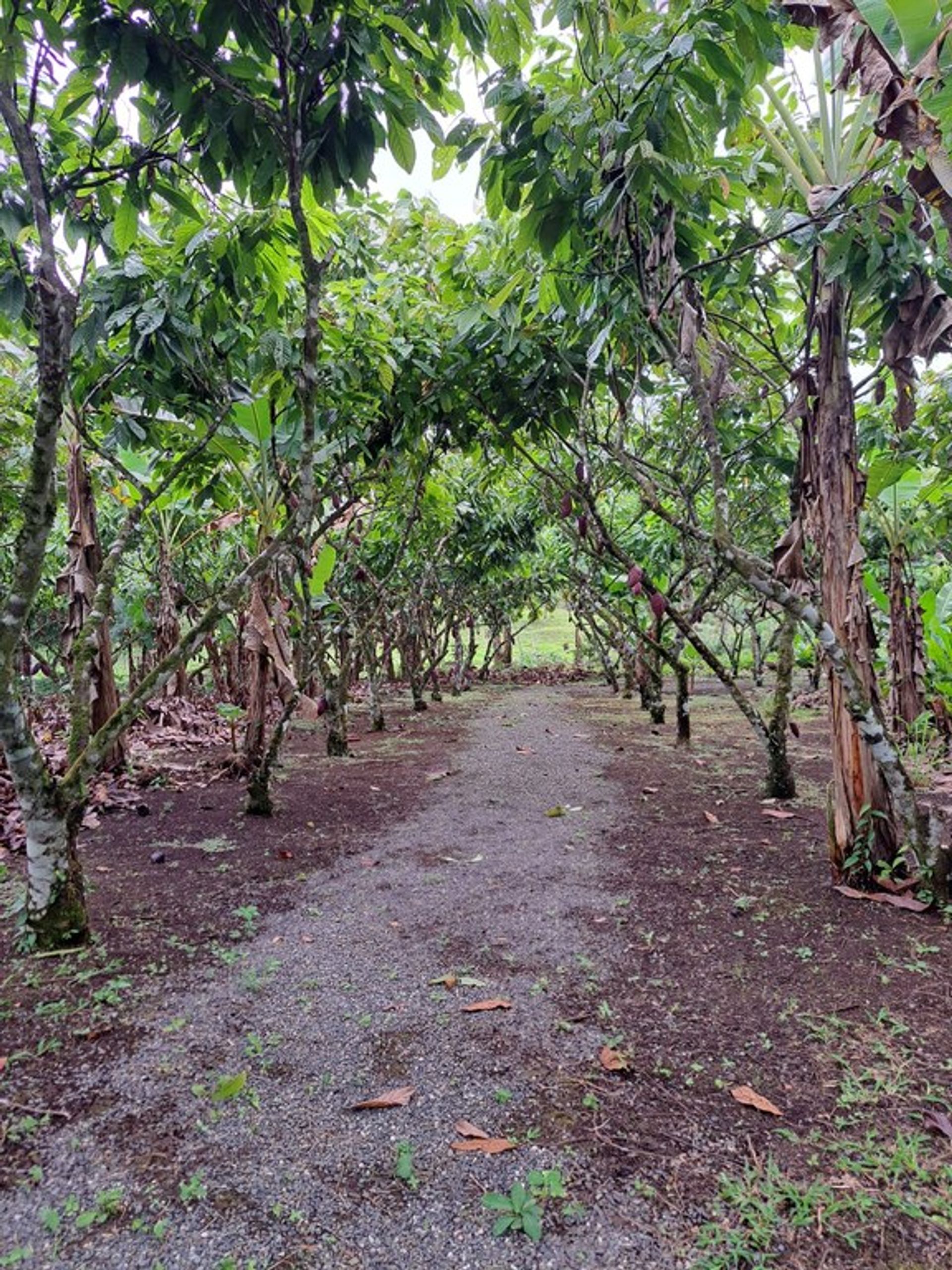 Συγκυριαρχία σε , Provincia de Alajuela 12455332