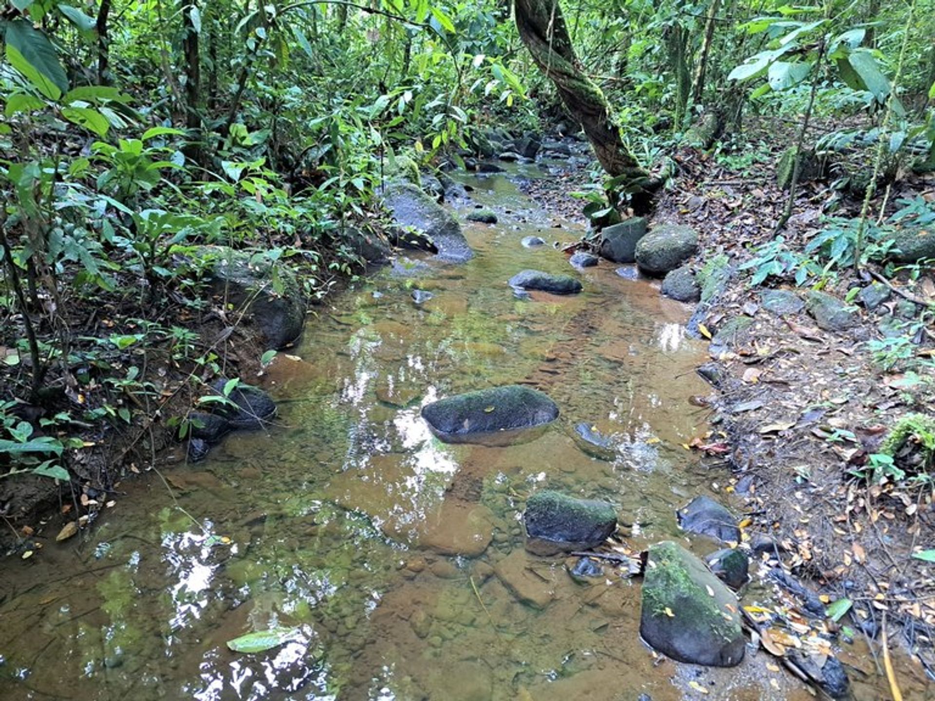 Osakehuoneisto sisään Cañas, Guanacaste 12455332