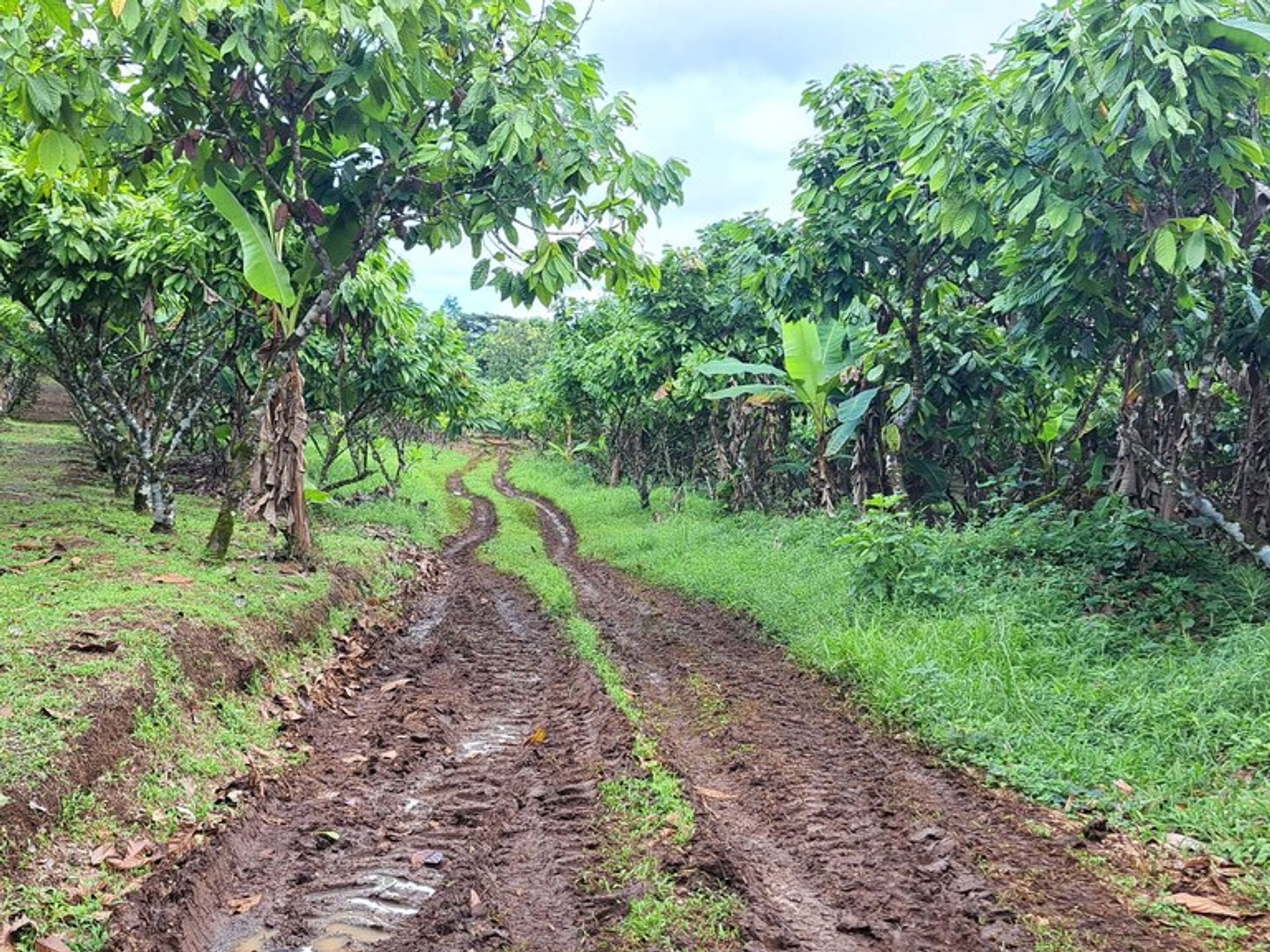 Συγκυριαρχία σε , Provincia de Alajuela 12455332