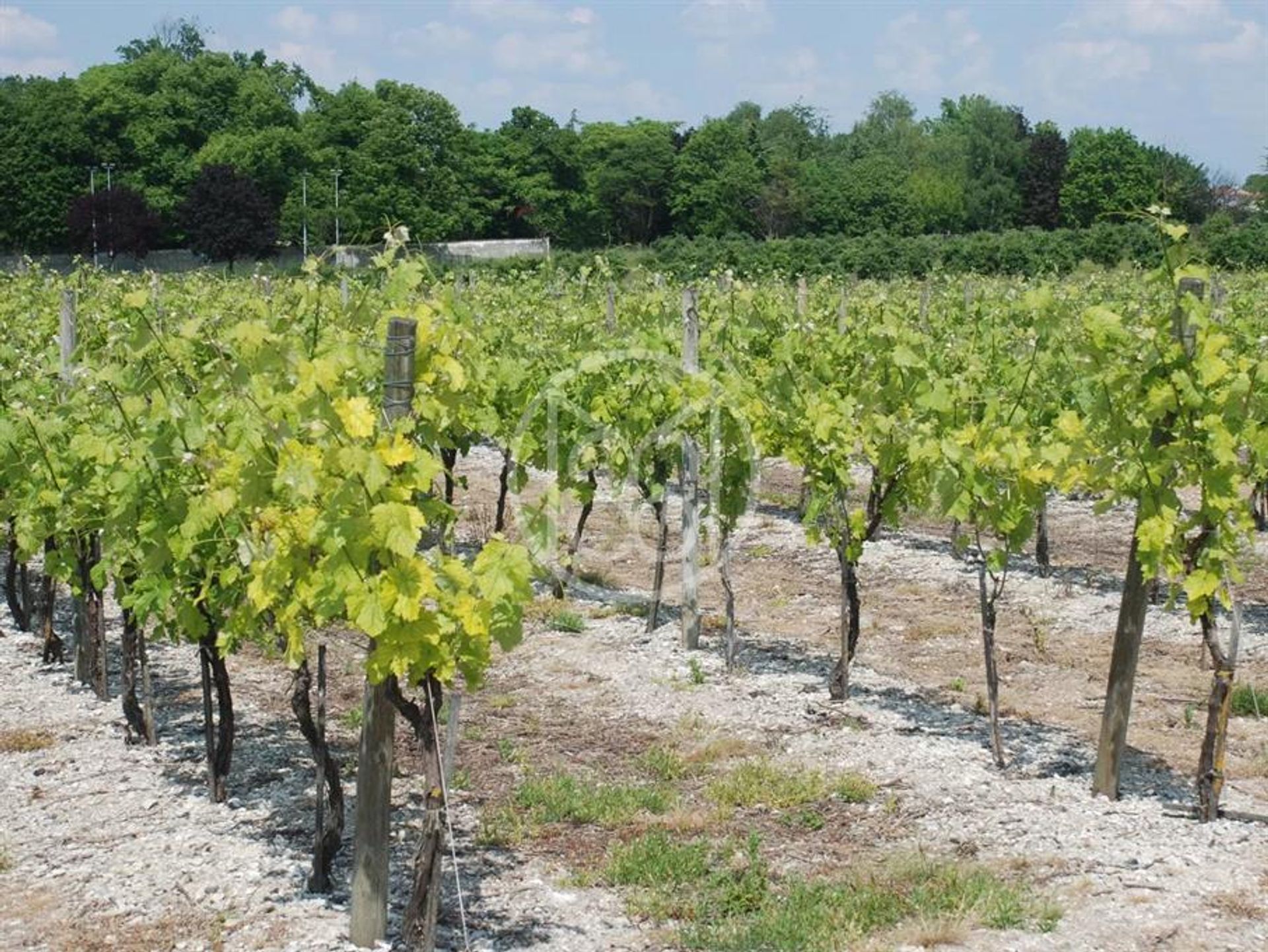 Casa nel Saint-Fort-sur-le-Ne, Nouvelle-Aquitaine 12466508