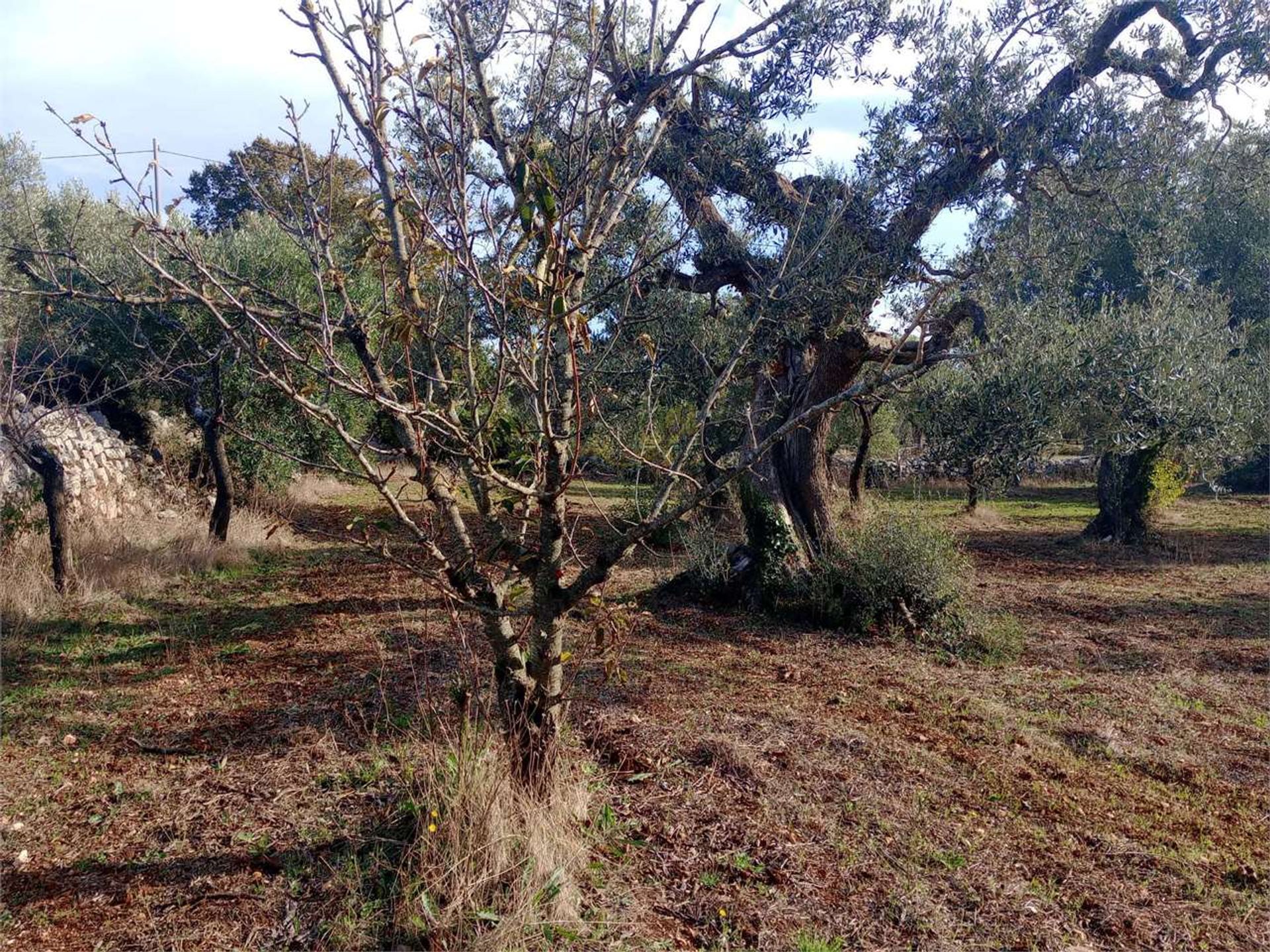 Land i Castellana Grotte, Puglia 12486806