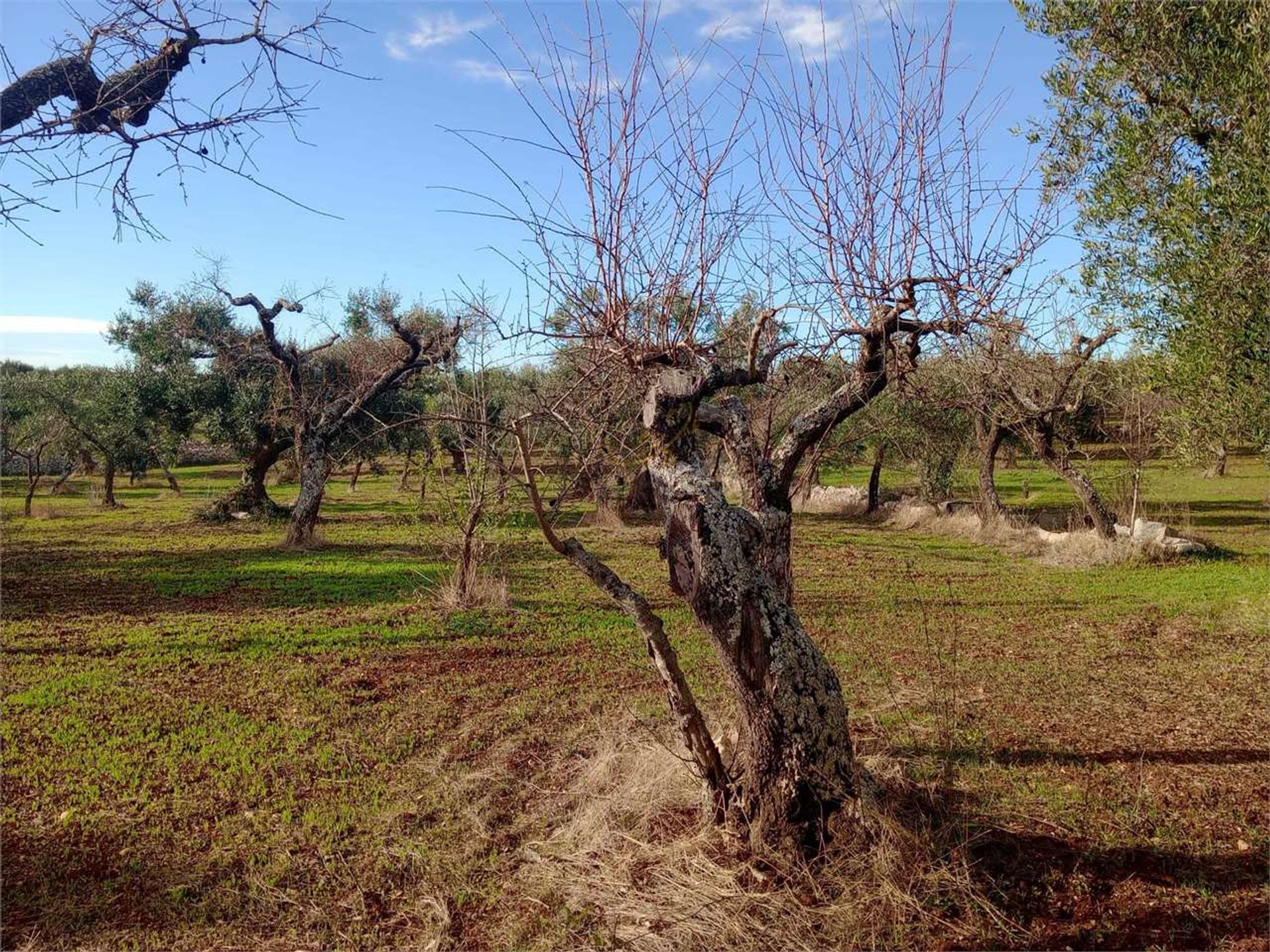 Tierra en Castellana Grotte, Apulia 12486806