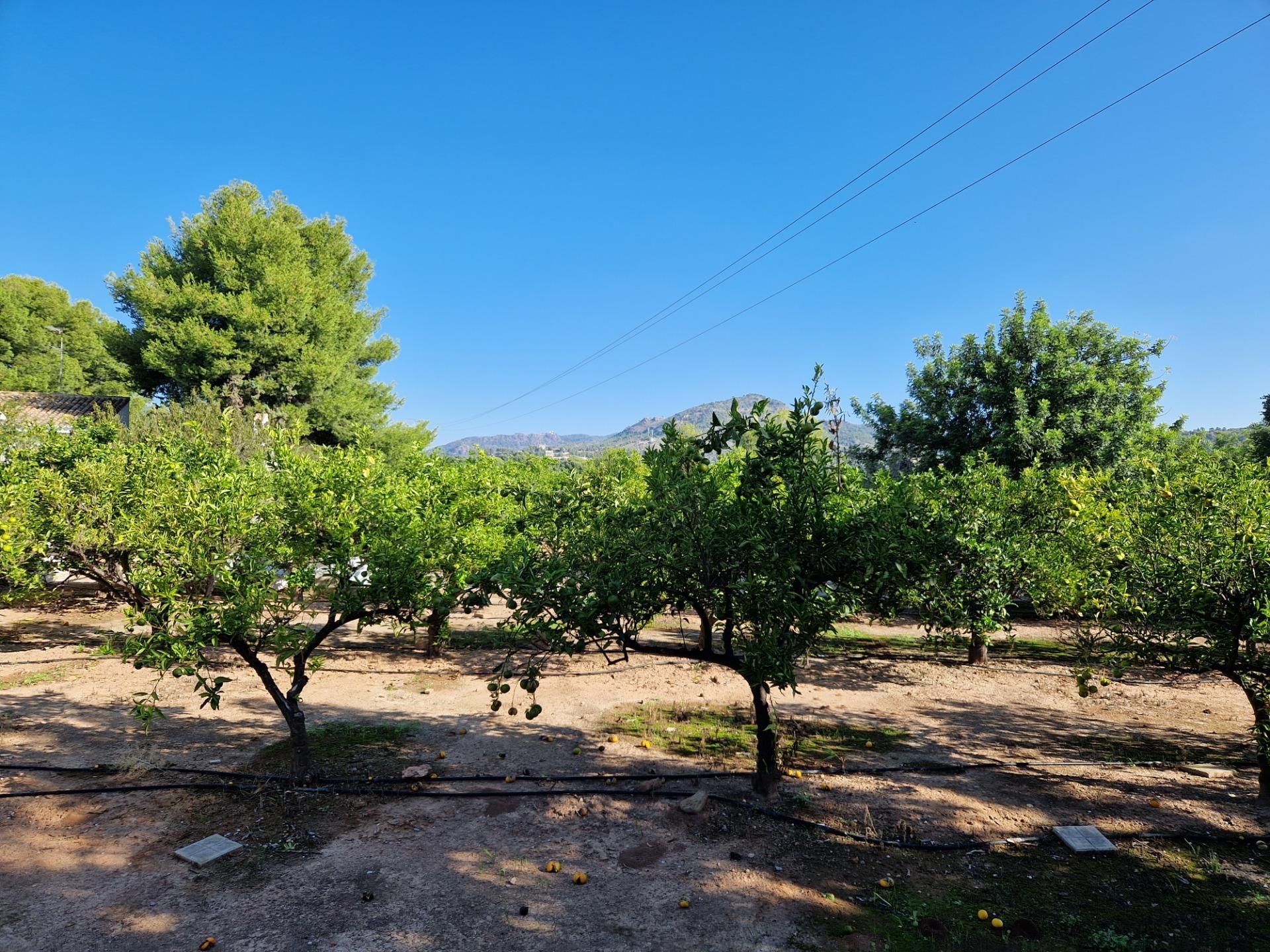 Land in Naquera, Valencia 12486922