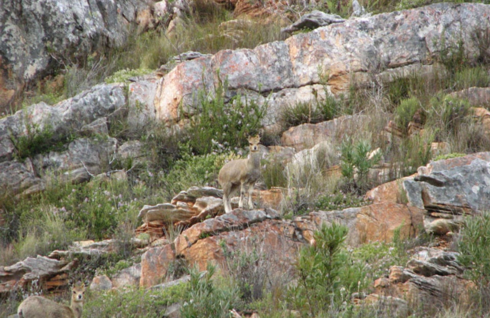 Земля в George, Western Cape 12490182