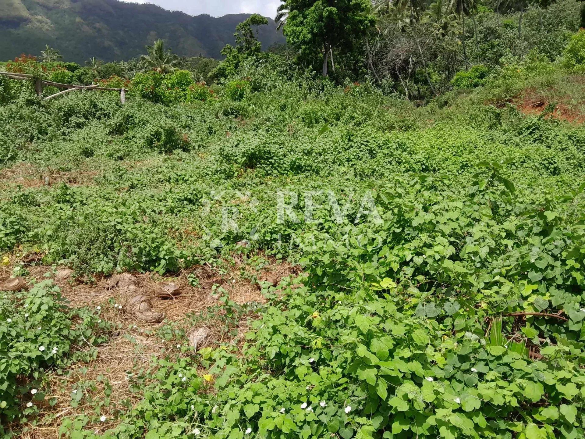 Land in Pohua, Îles du Vent 12498996