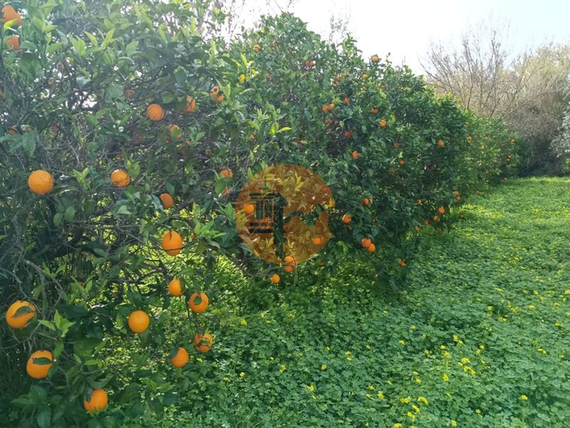 ארץ ב קסטרו מרים, פארו 12500536