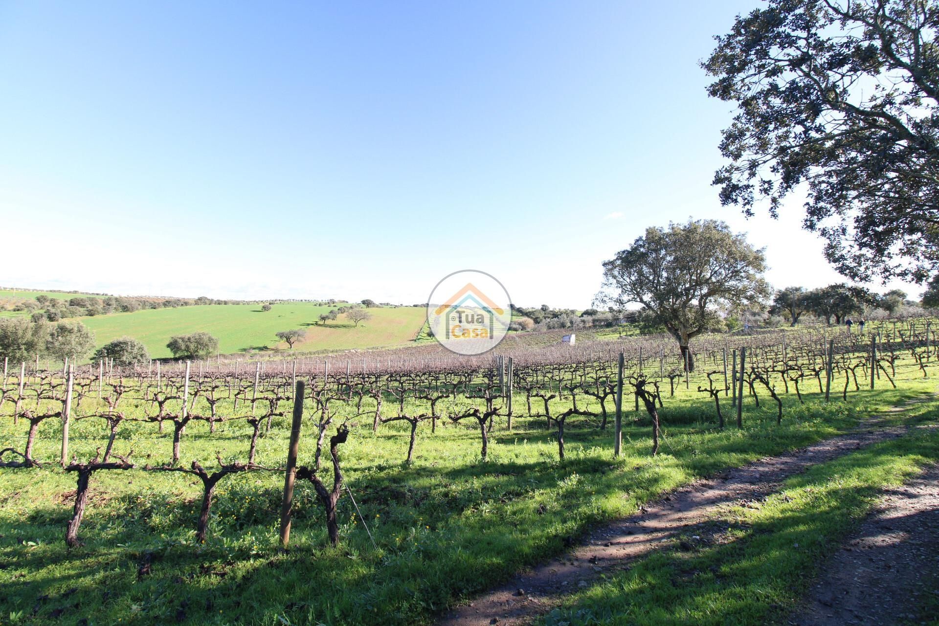 Land im , Évora District 12509688