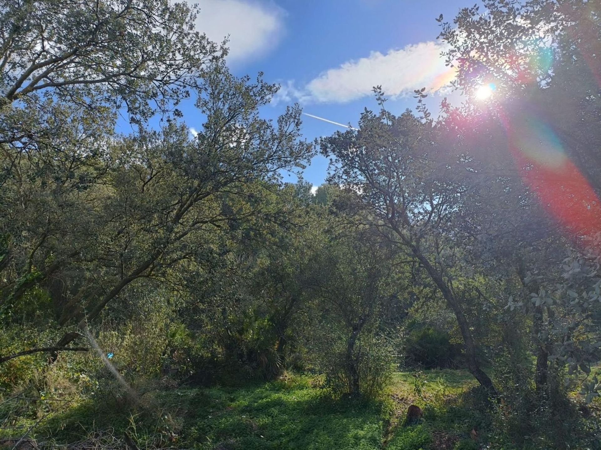 집 에 Alhaurín el Grande, Andalusia 12516757