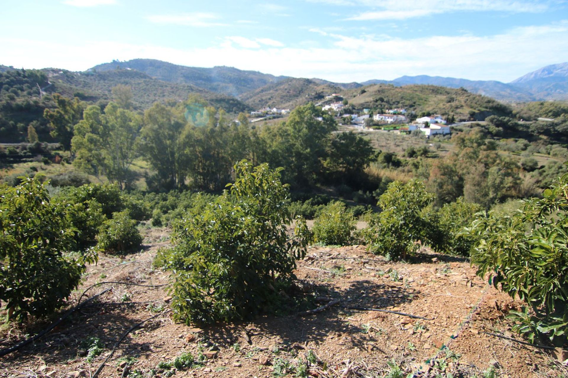 土地 在 Coín, Andalusia 12516797