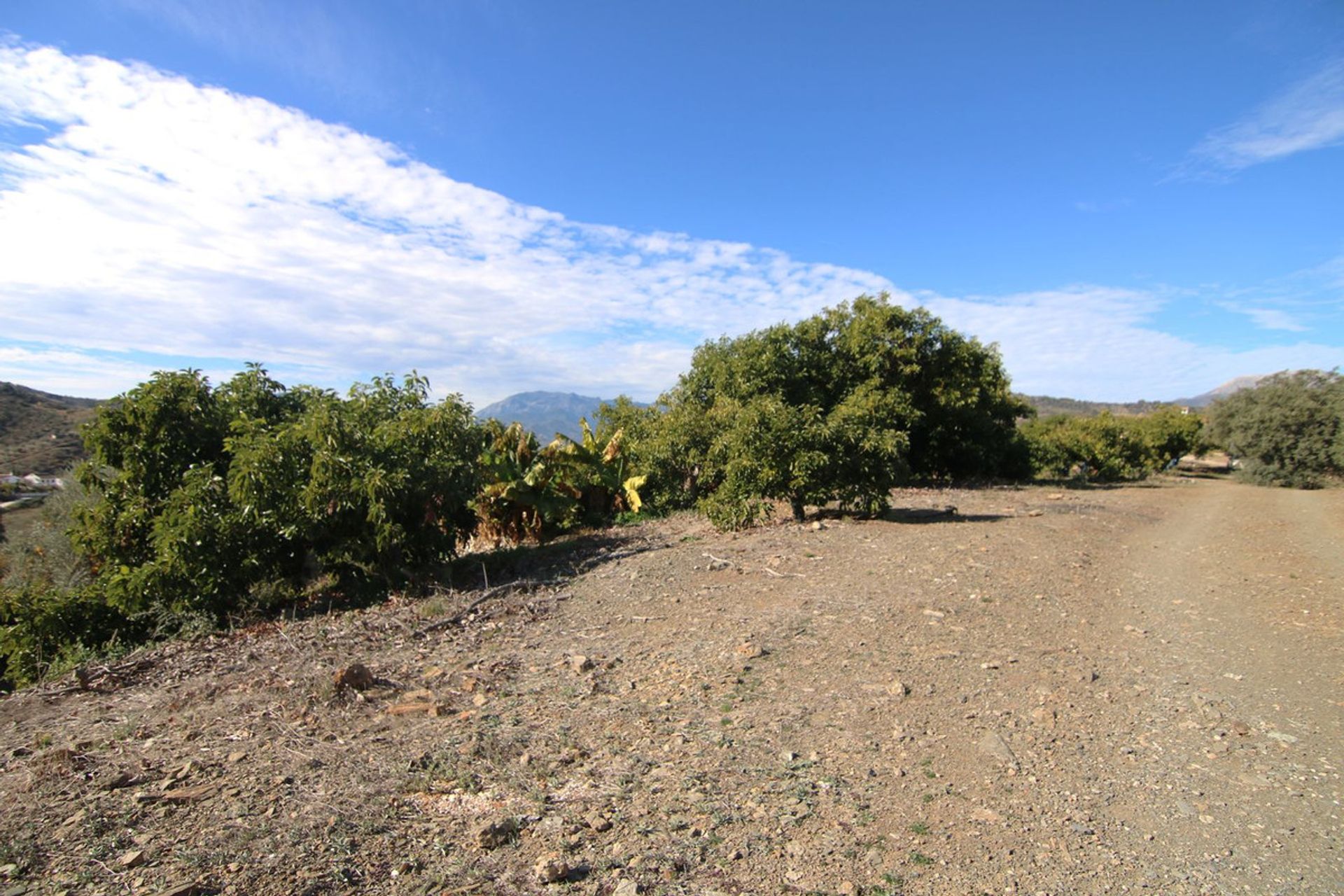 土地 在 Coín, Andalusia 12516797