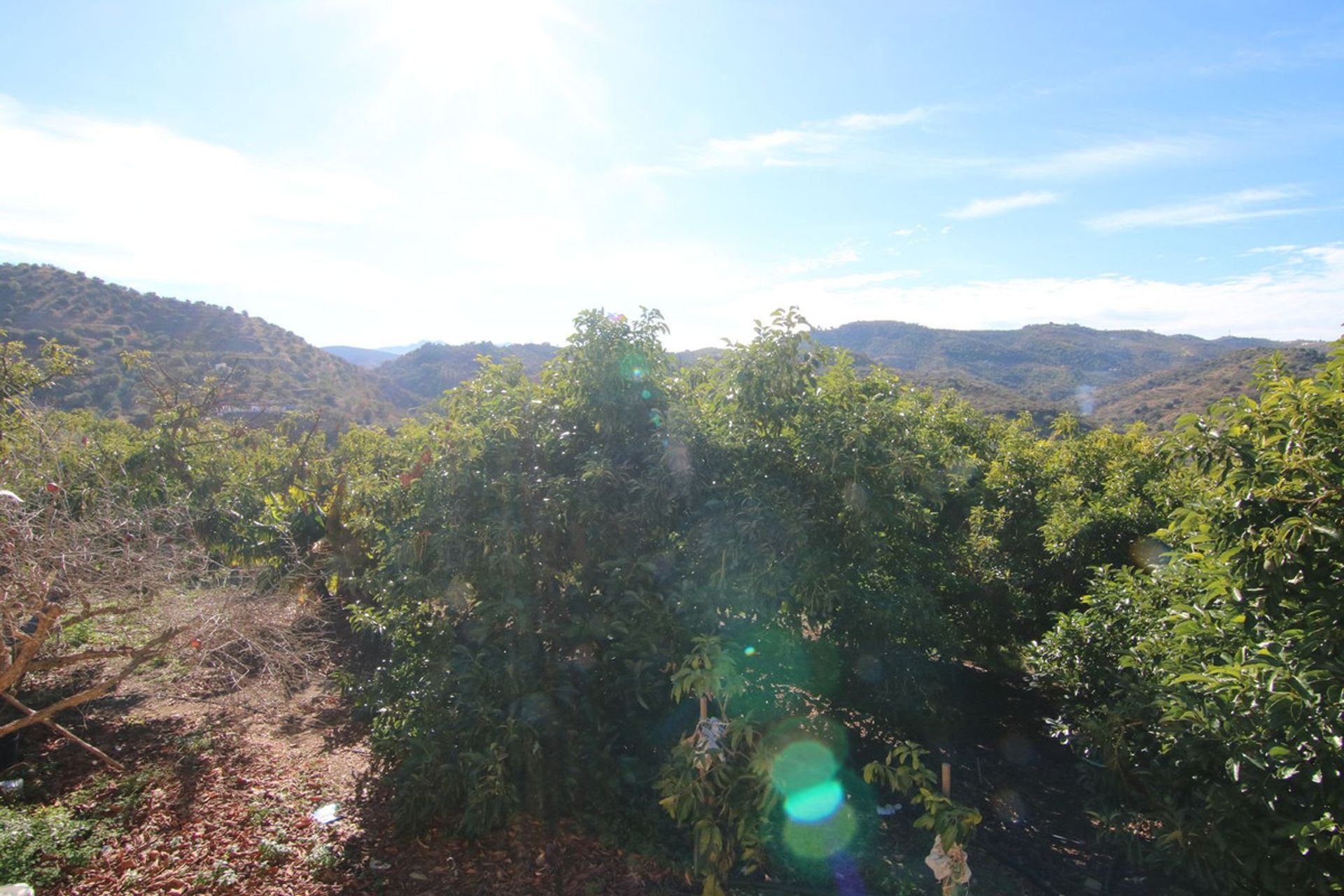 土地 在 Coín, Andalusia 12516797