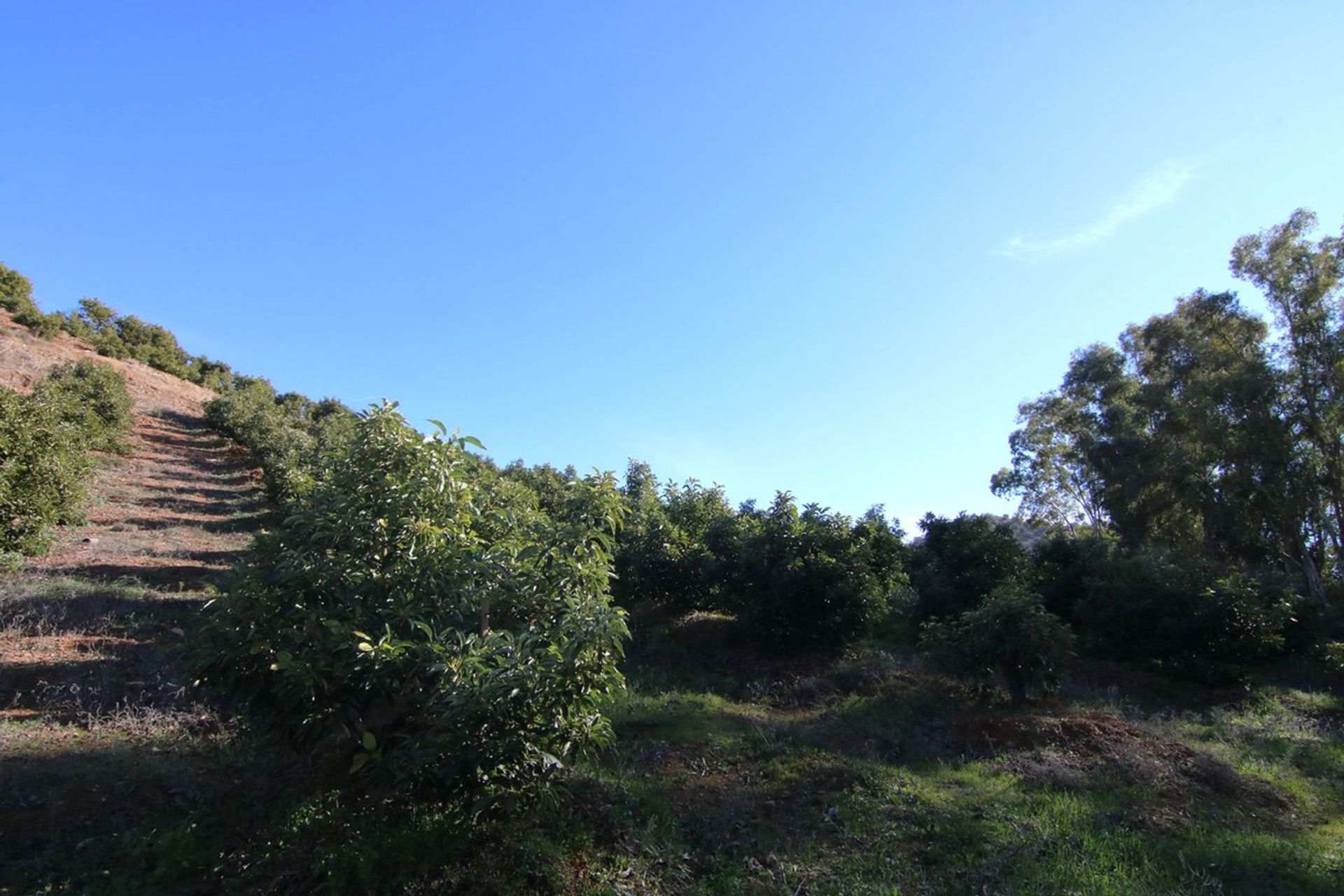 土地 在 Coín, Andalusia 12516797