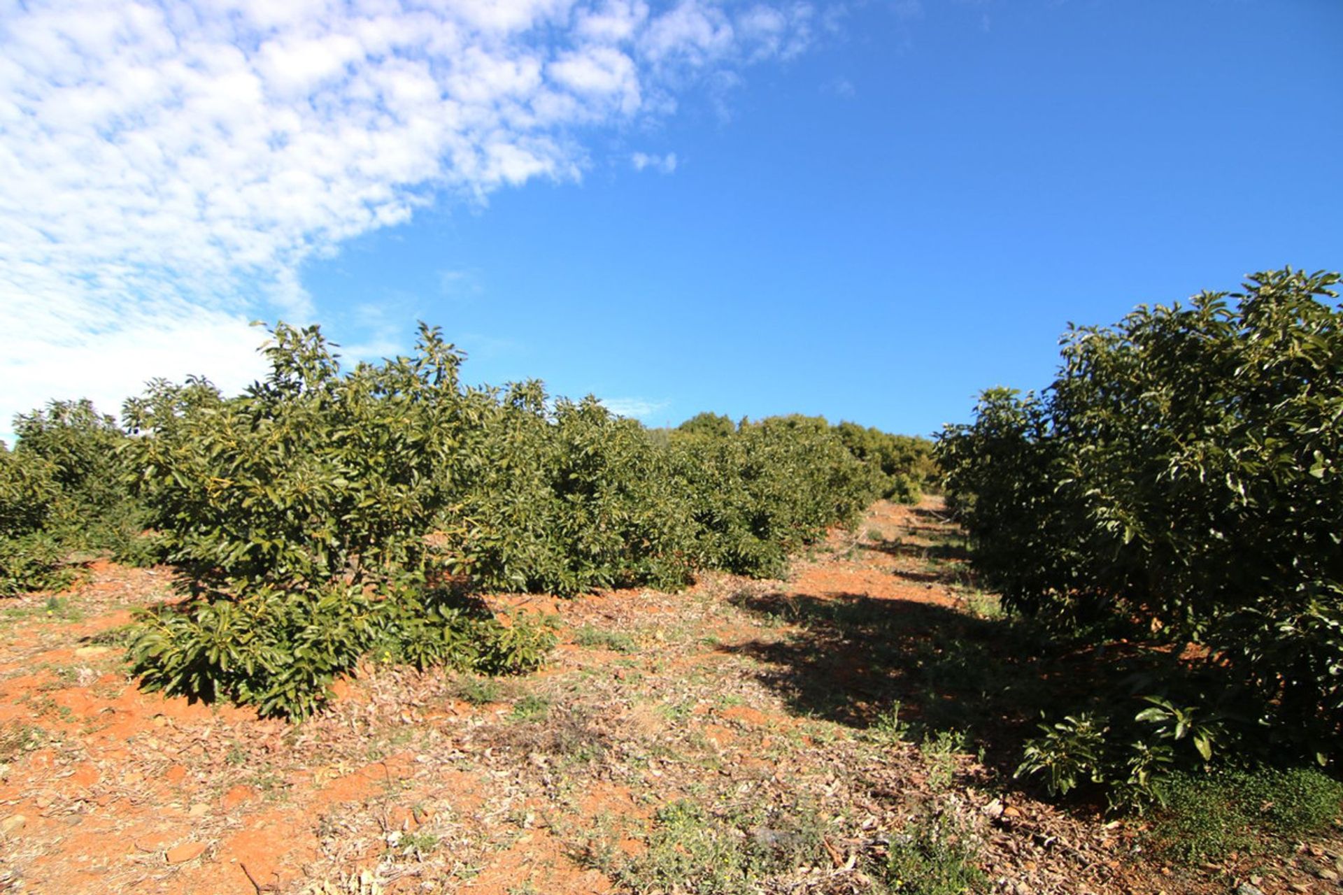 土地 在 Coín, Andalusia 12516797