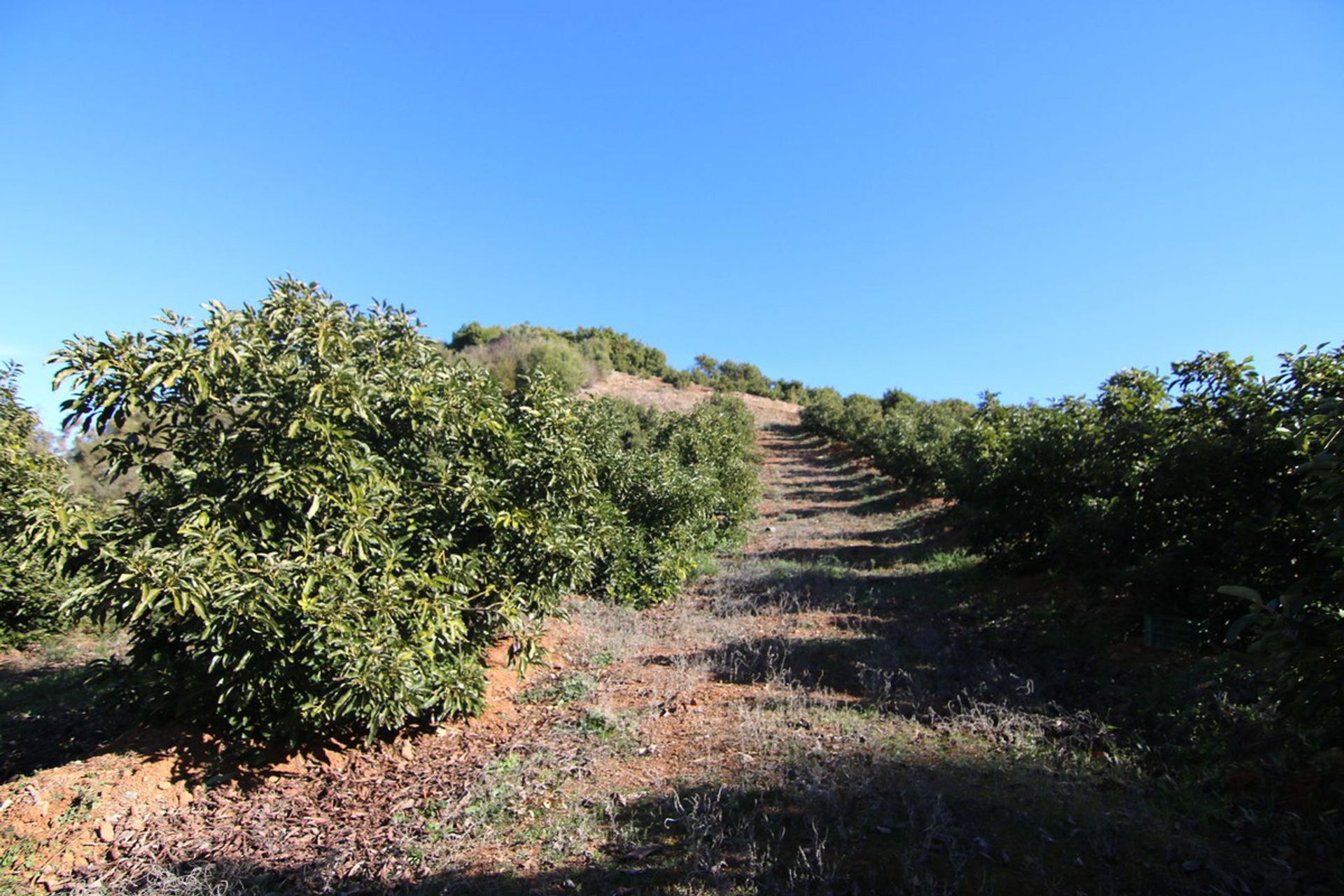 Land in Coín, Andalusia 12516832