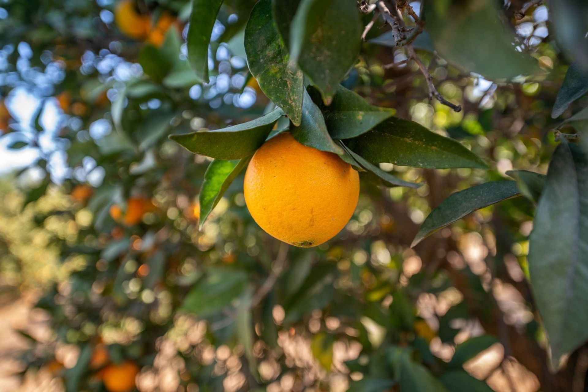 집 에 Alhaurín de la Torre, Andalusia 12517049