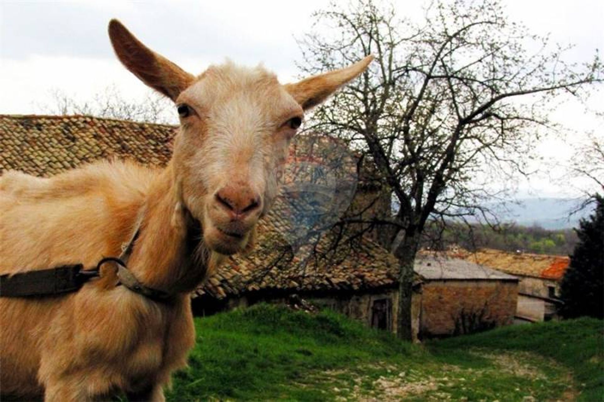 Tierra en Žminj, Istarska županija 12519559