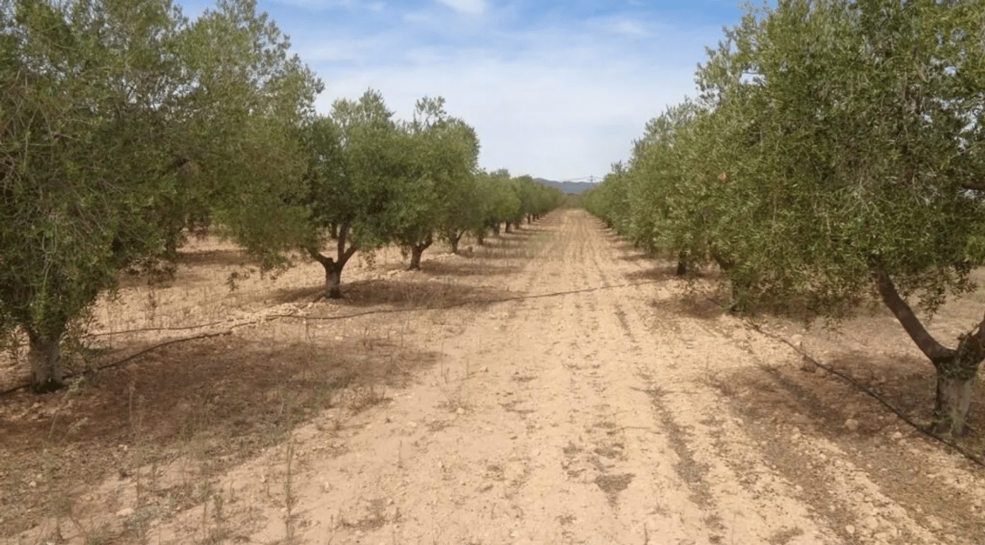 casa en Pinoso, Valencian Community 12522354