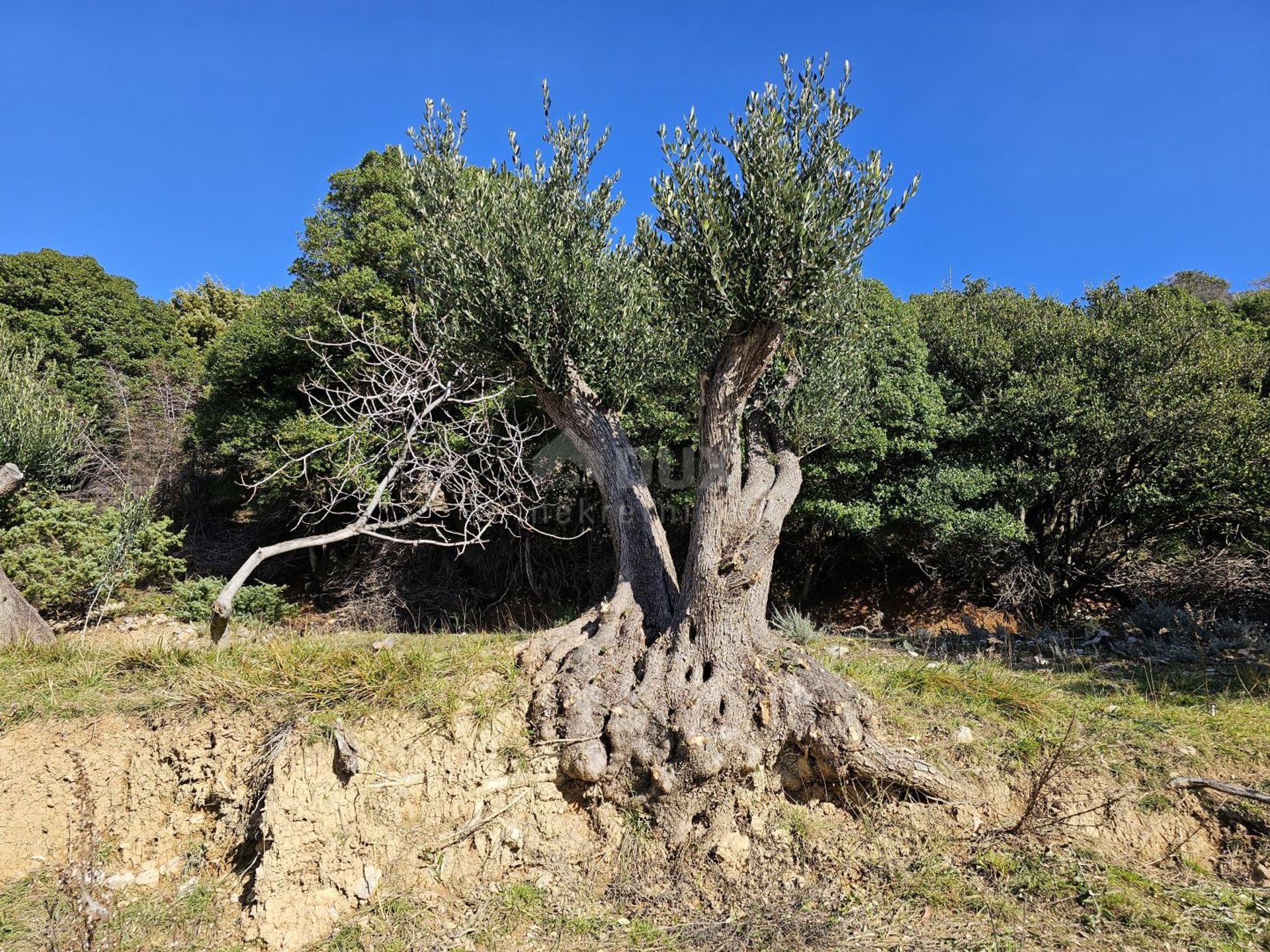 土地 在 Mundanije, Primorje-Gorski Kotar County 12523987