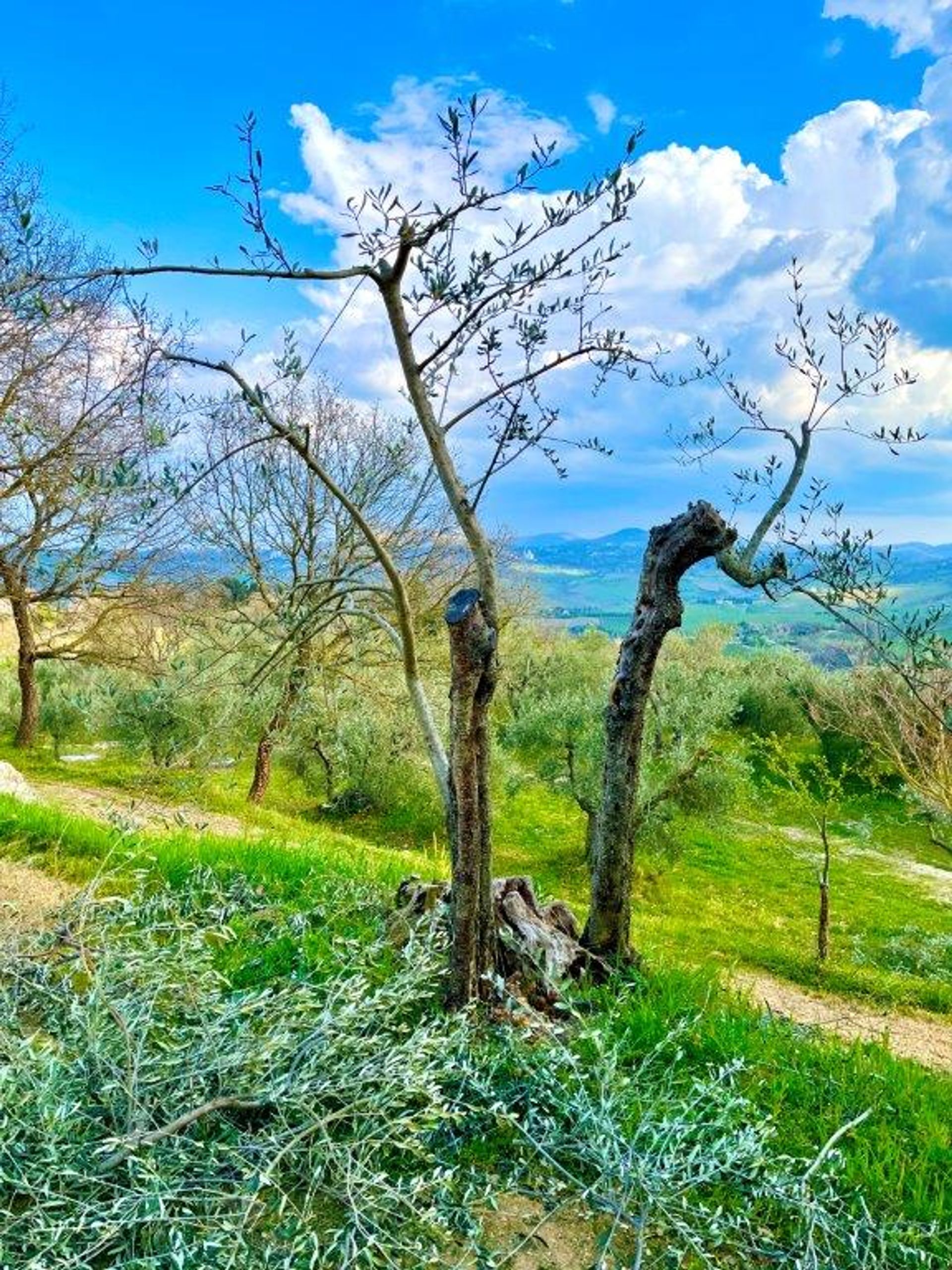 casa en Montefollonico, Tuscany 12529877