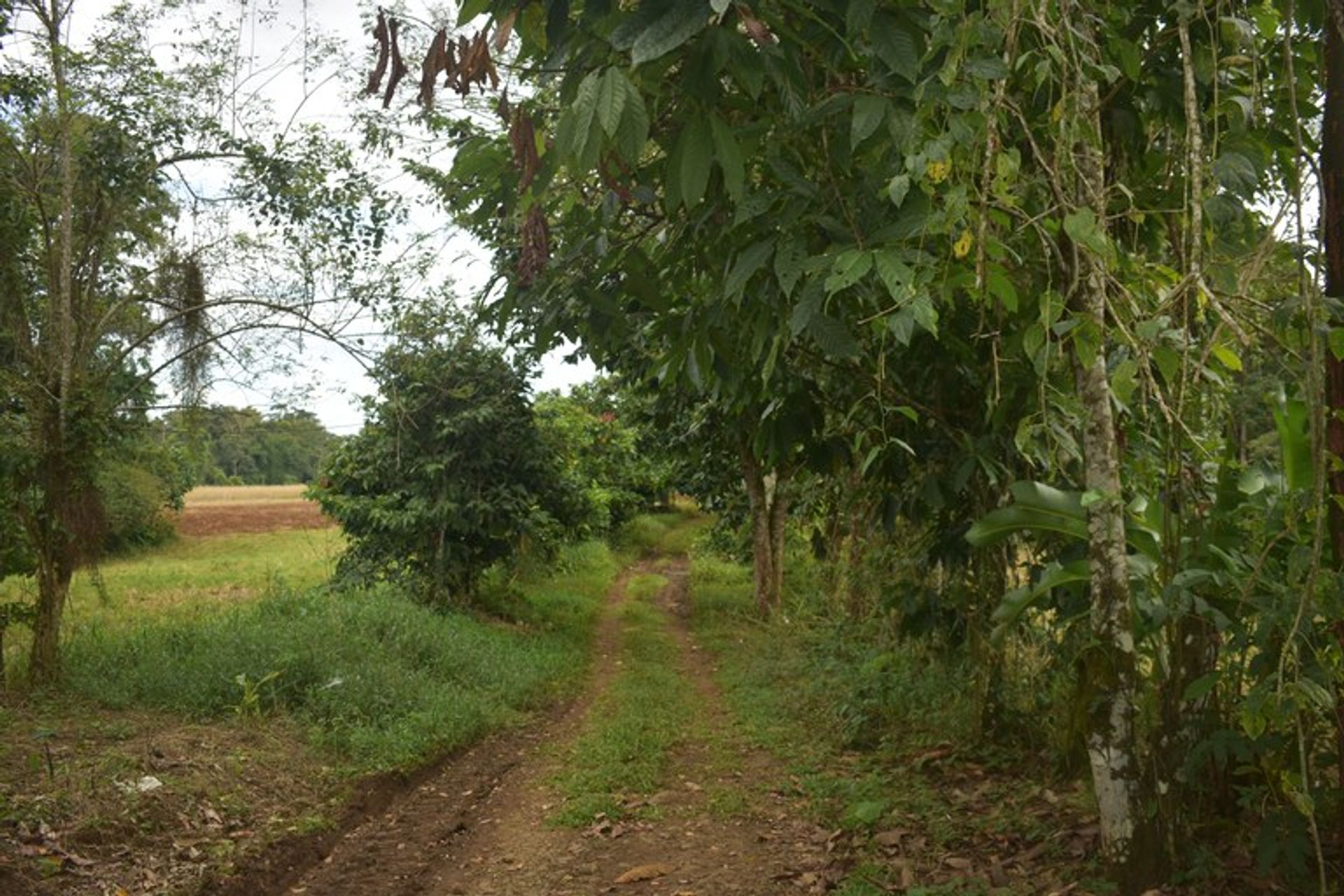 Συγκυριαρχία σε , Provincia de Alajuela 12531327