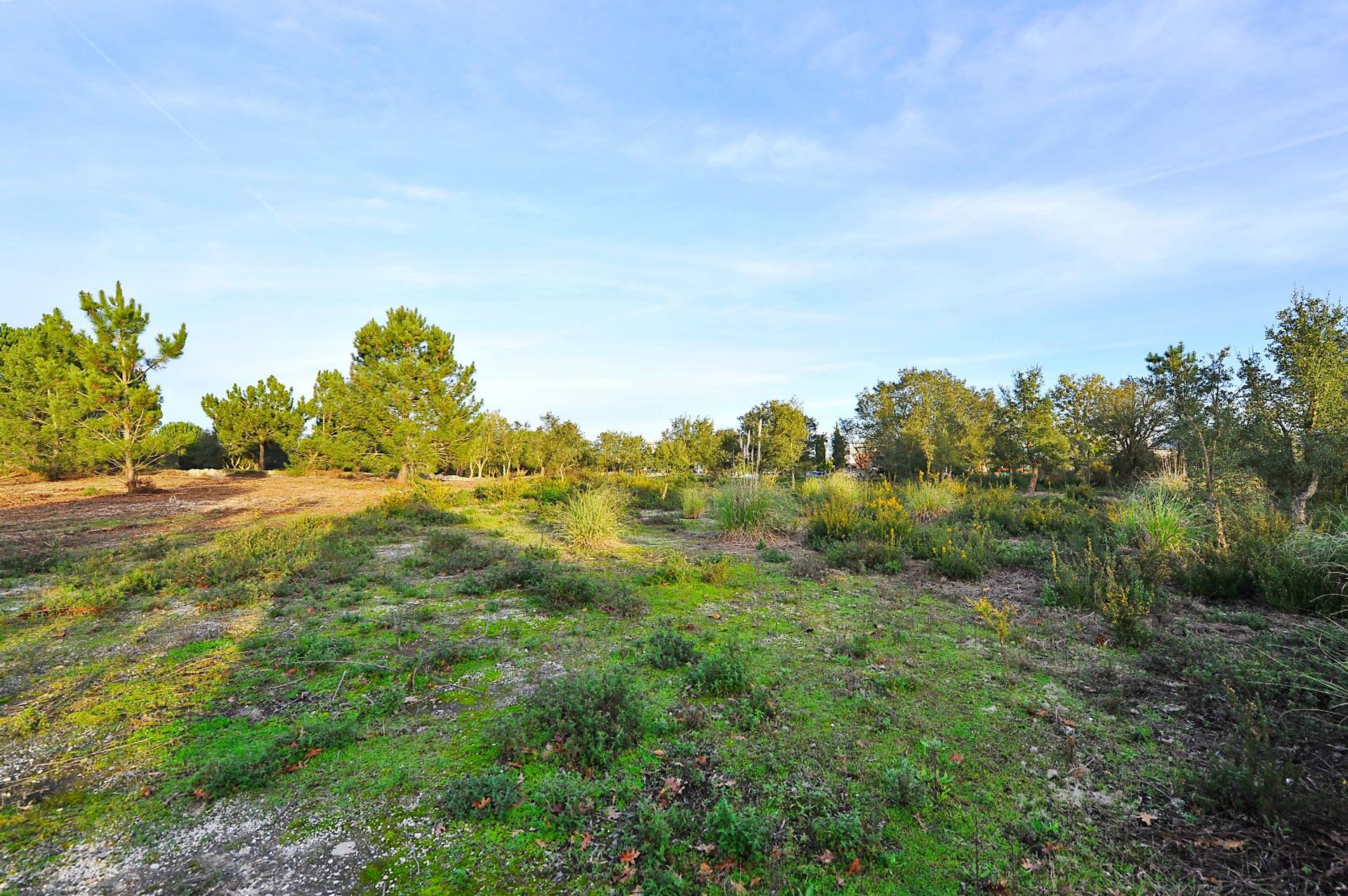 Terre dans Quinta do Anjo, 2 Alameda da Serra 12535571