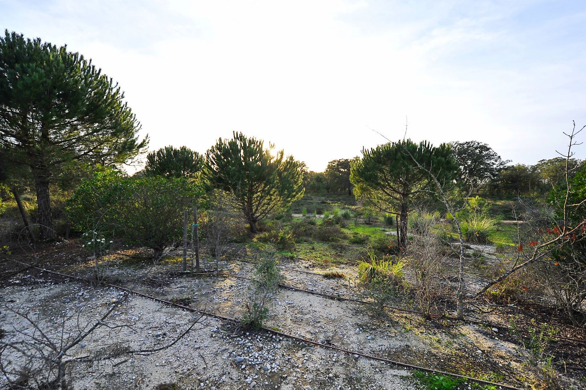 Terre dans Quinta do Anjo, 2 Alameda da Serra 12535571