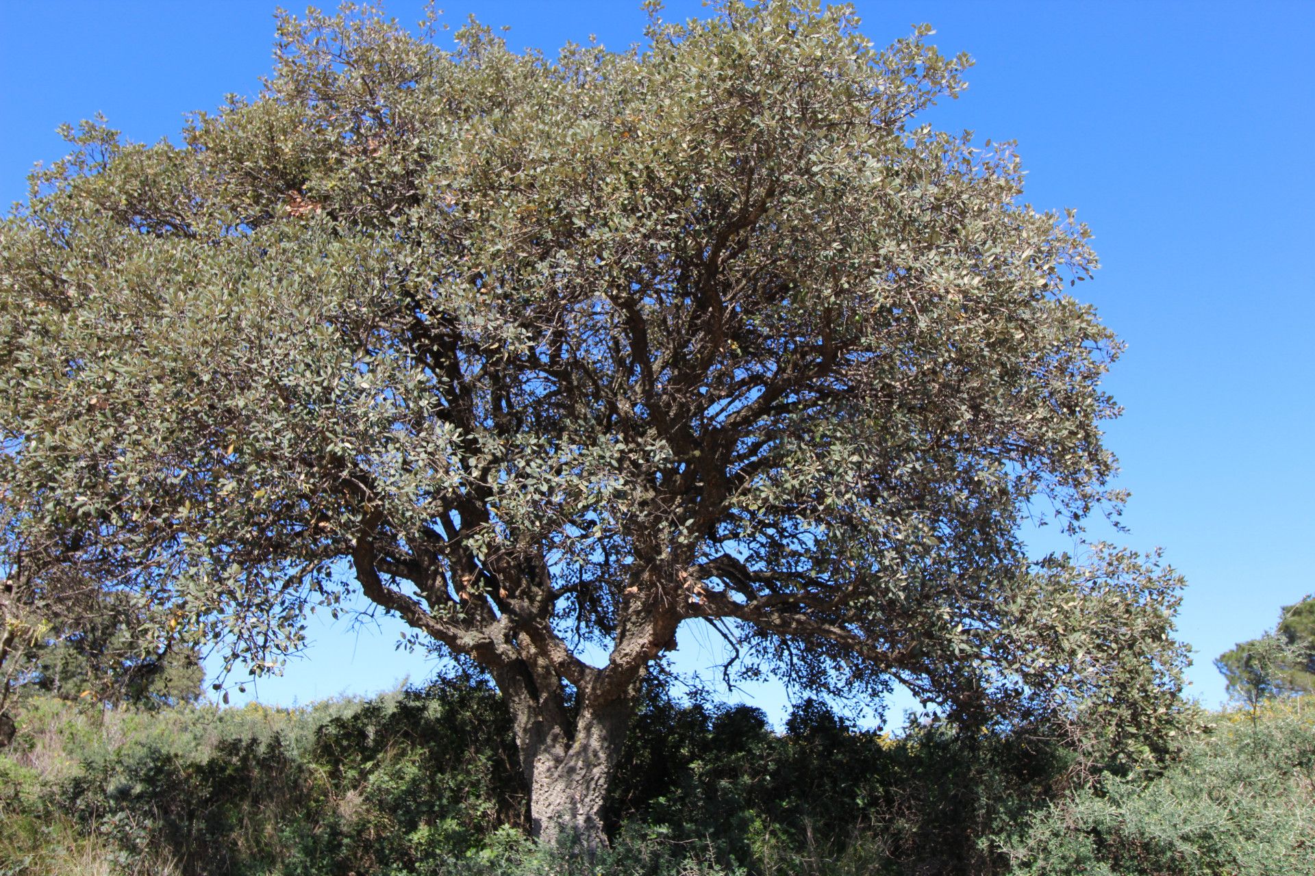 土地 在 San Roque, Andalucía 12535893