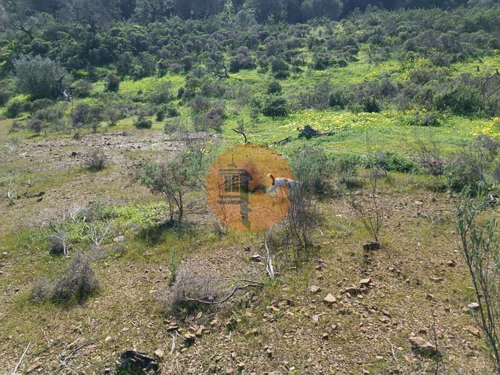 Tierra en azinhal, Faraón 12536229