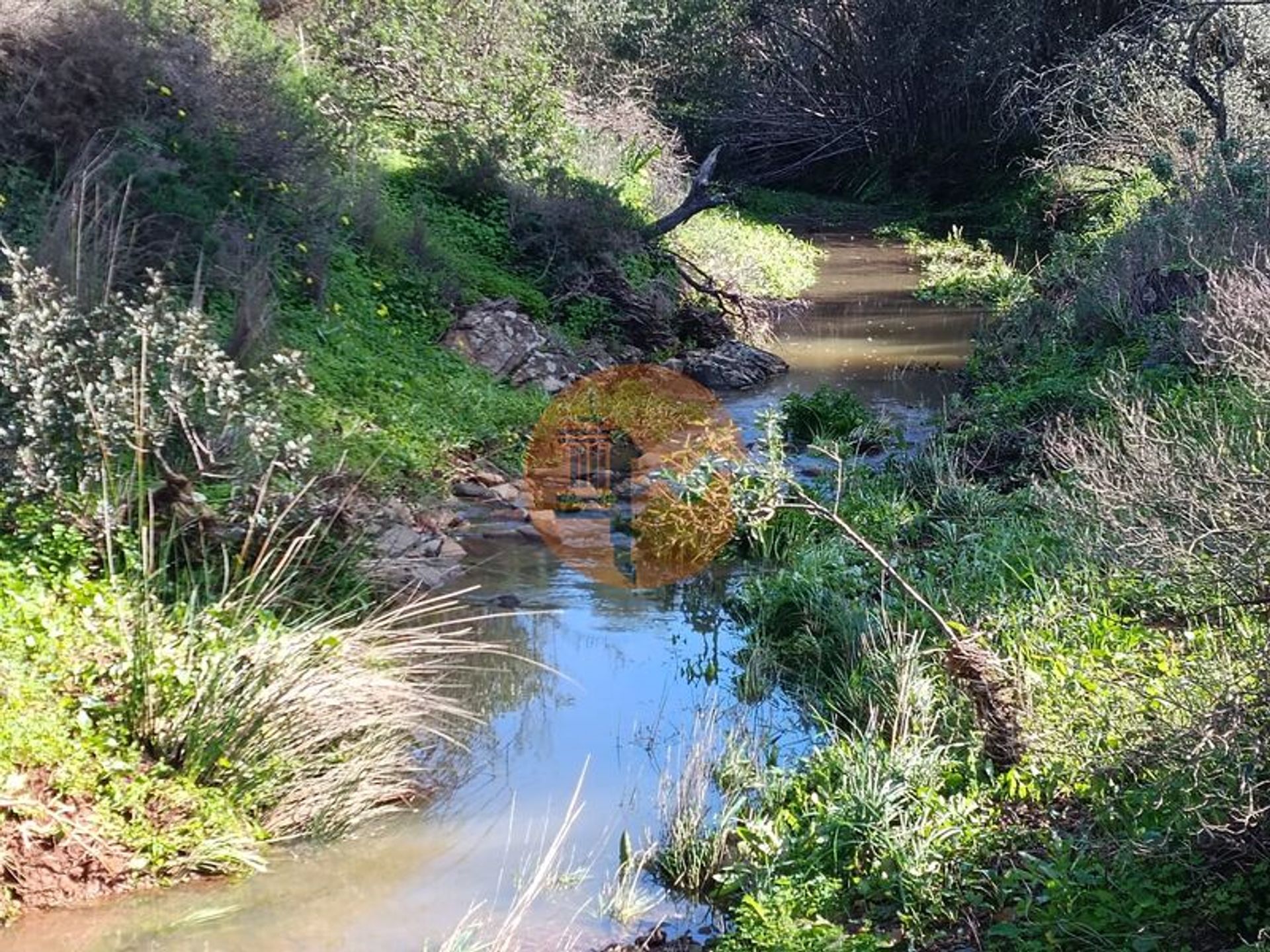 Tierra en azinhal, Faraón 12536229