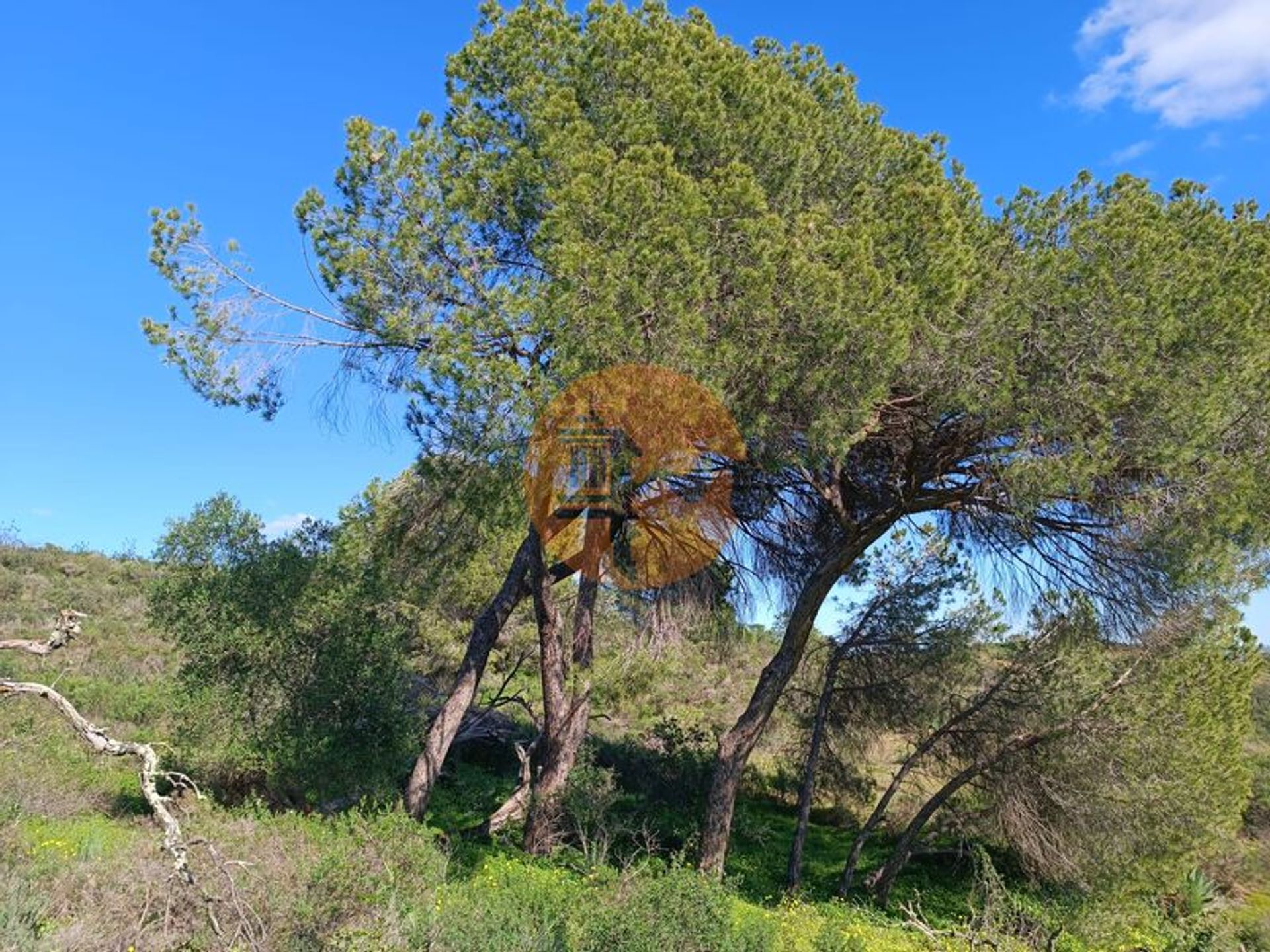 Tierra en azinhal, Faraón 12536229