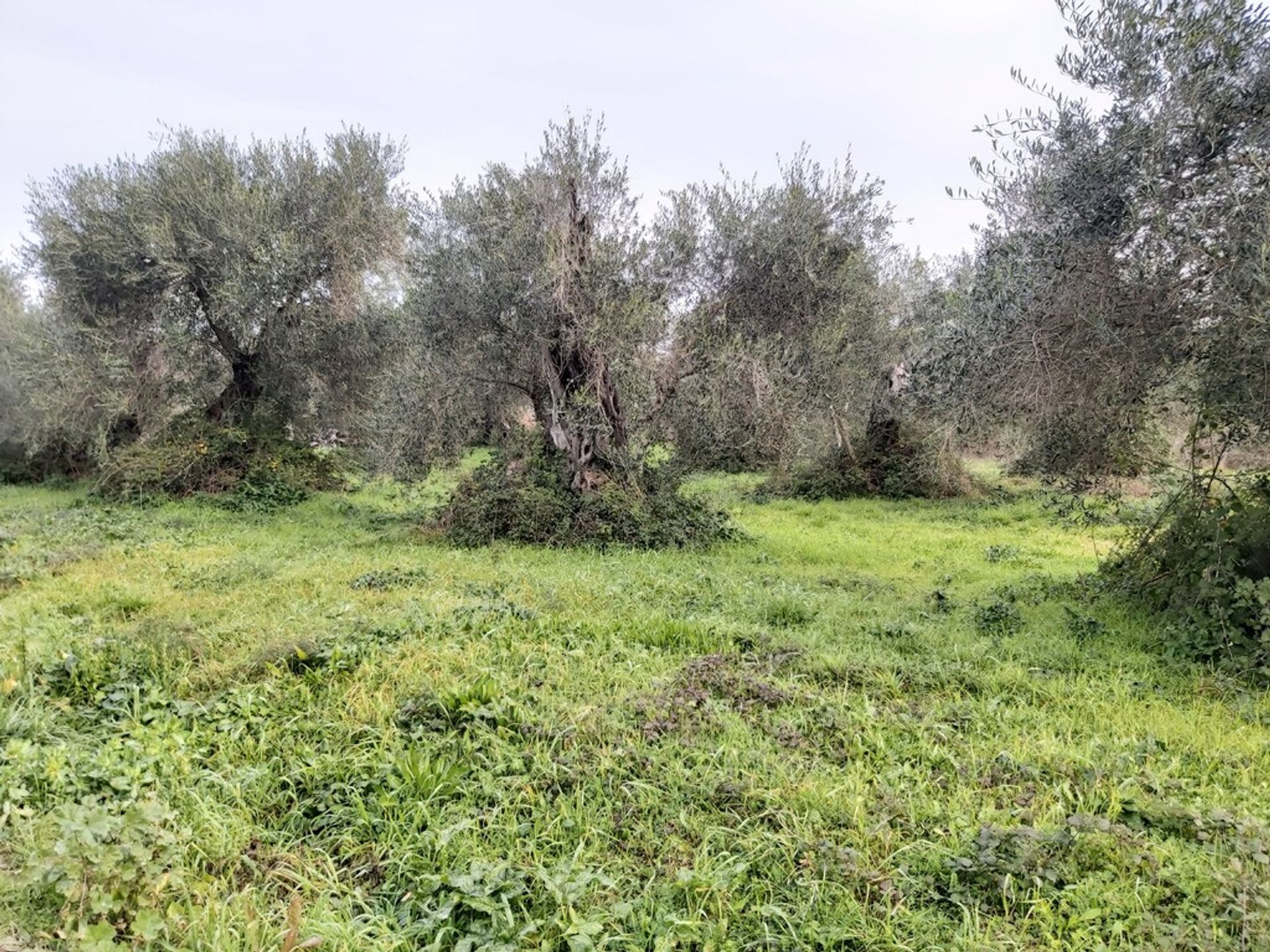 Land in Acharavi, Ionia Nisia 12538386