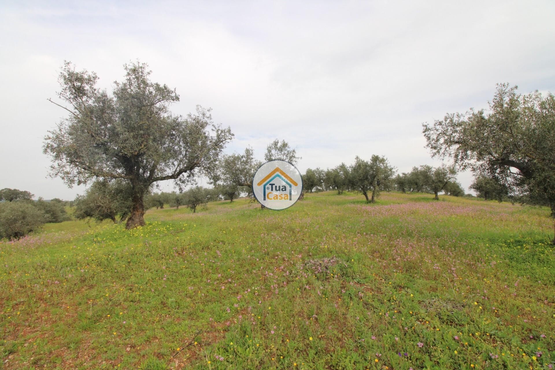 Land i Alqueva, Evora 12540856