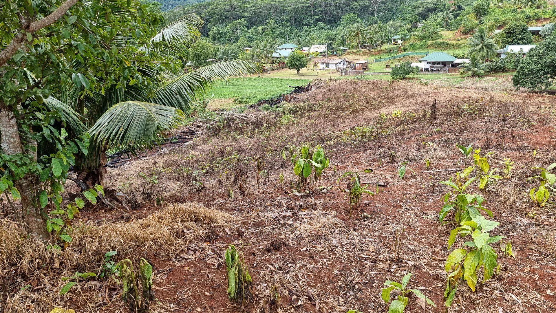 Terre dans Papeete, Iles du Vent 12558670