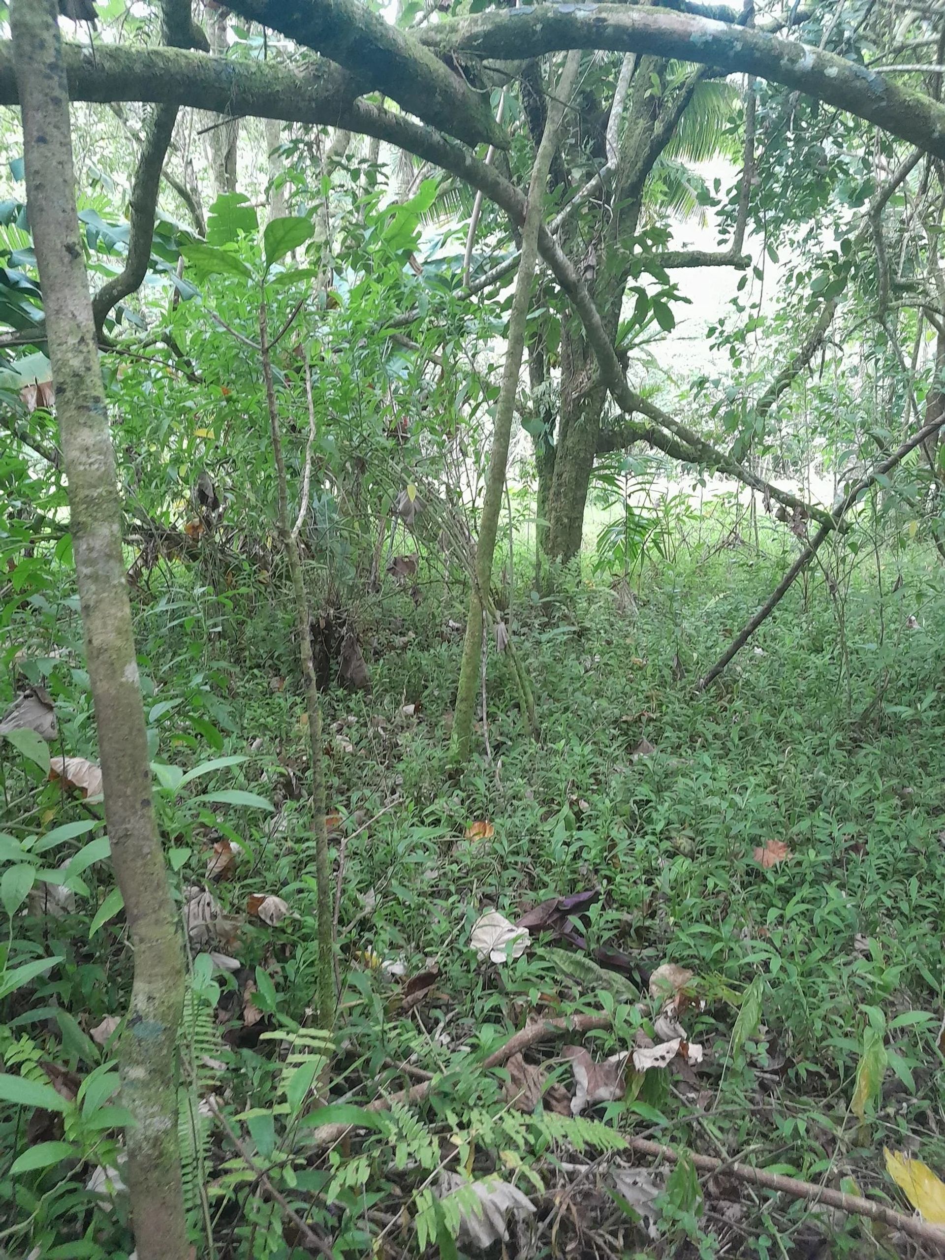 Tierra en Vaihí, Islas del Vent 12558727