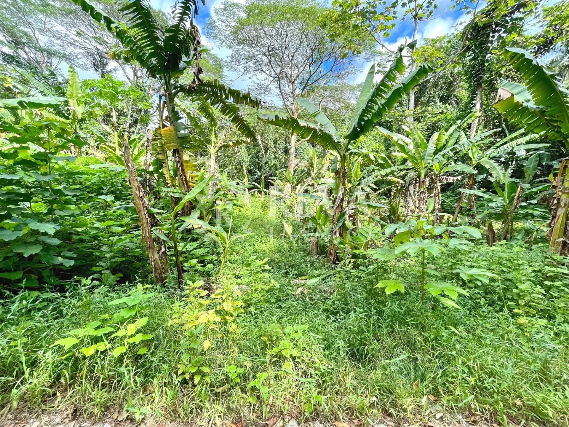 Terra no Uturoa, Îles Sous-le-Vent 12561015