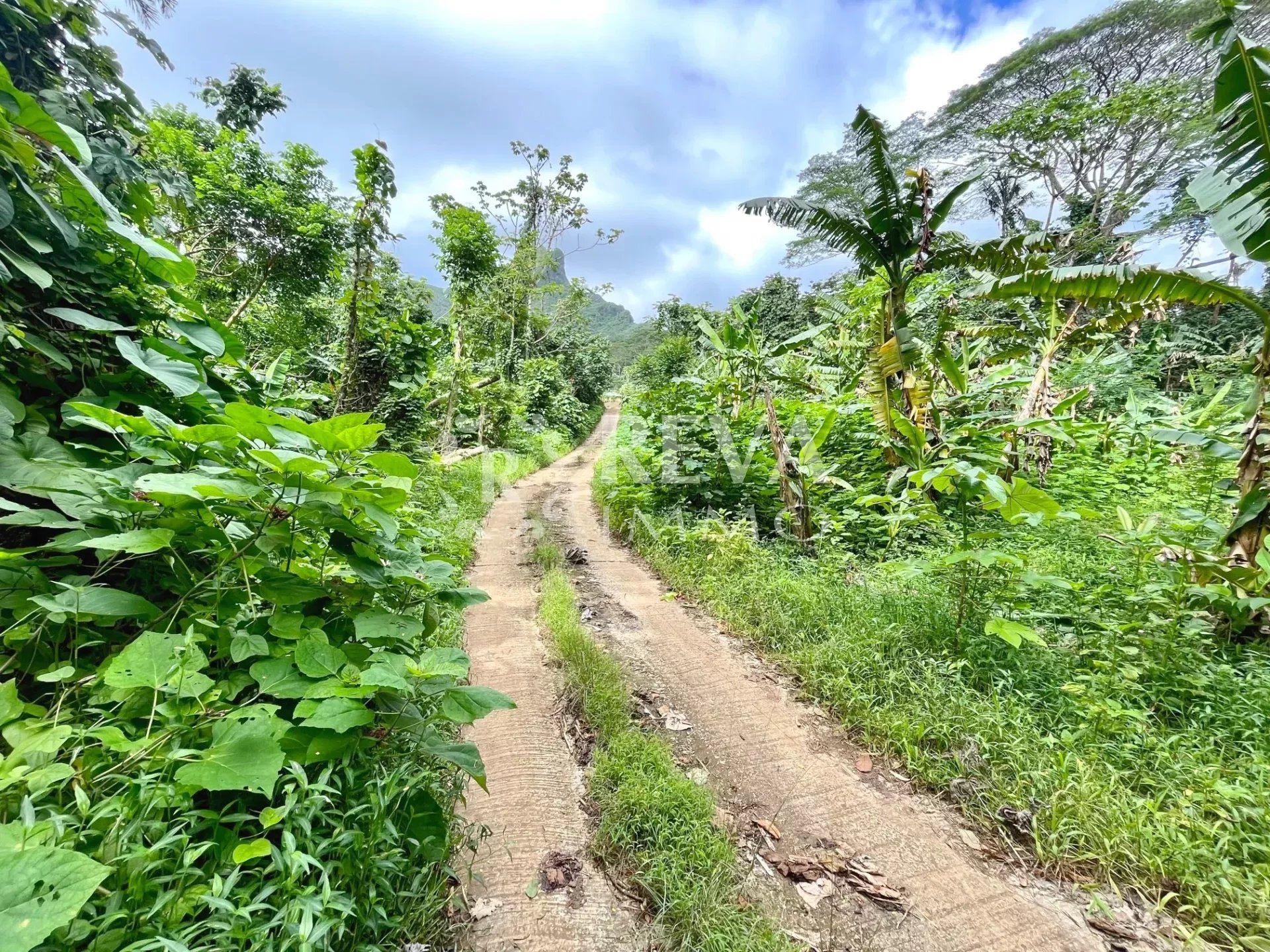 Terra no Uturoa, Îles Sous-le-Vent 12561015