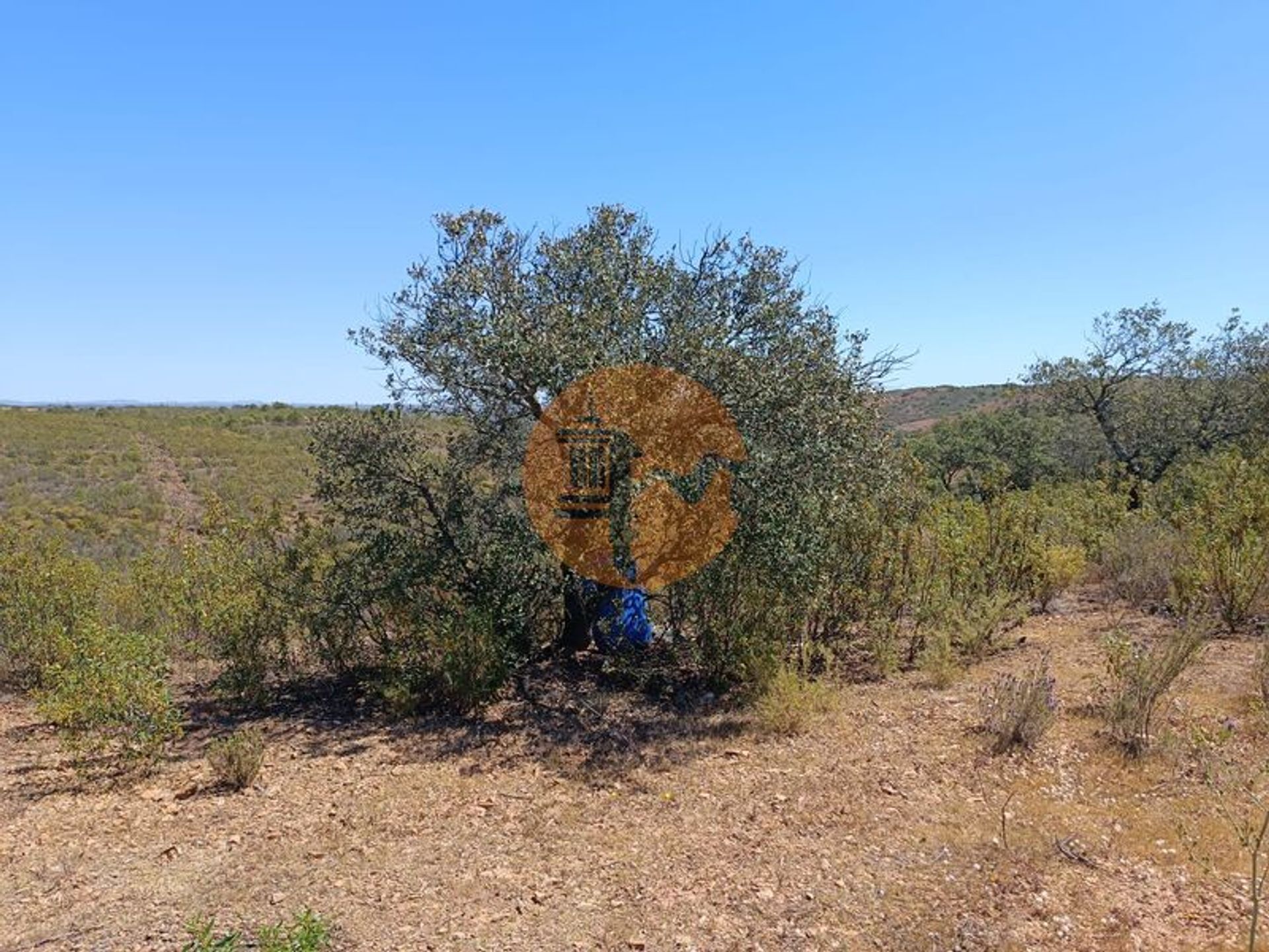 Tierra en Castro Marim, Faraón 12580595