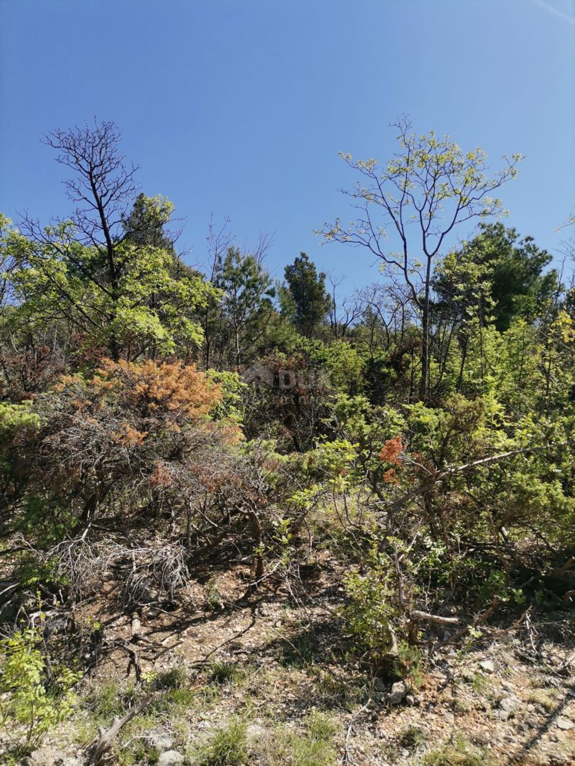 Terre dans Obrovac, Zadarska Zupanija 12607659