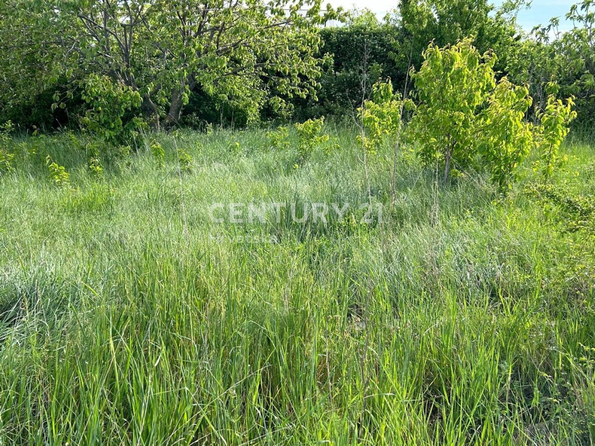 Land in Novigrad, Istria County 12610899