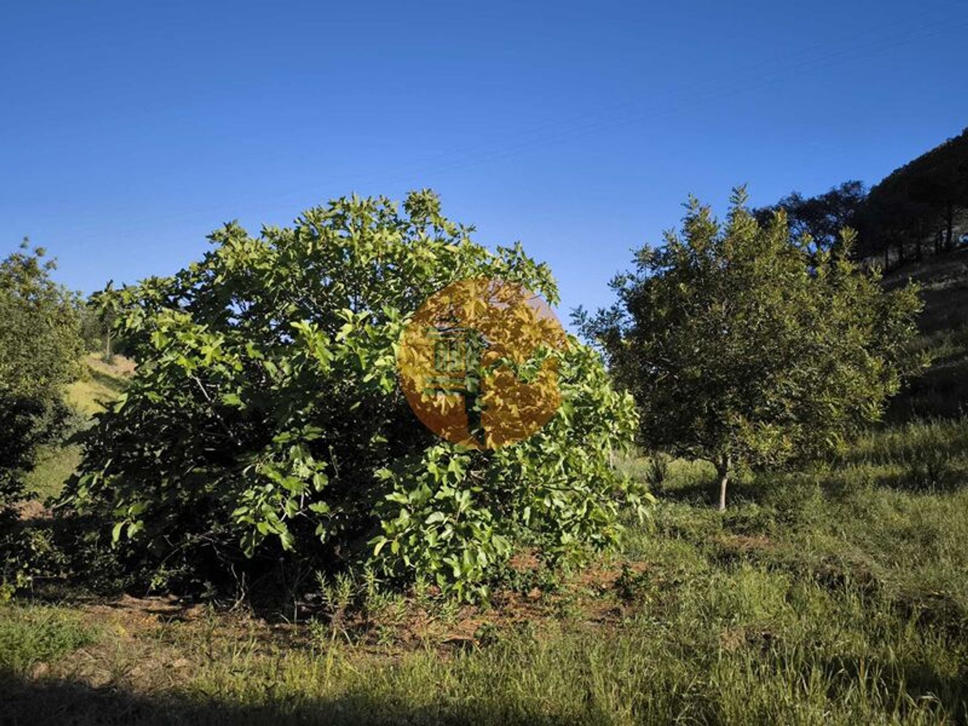 Tierra en azinhal, Faraón 12614178