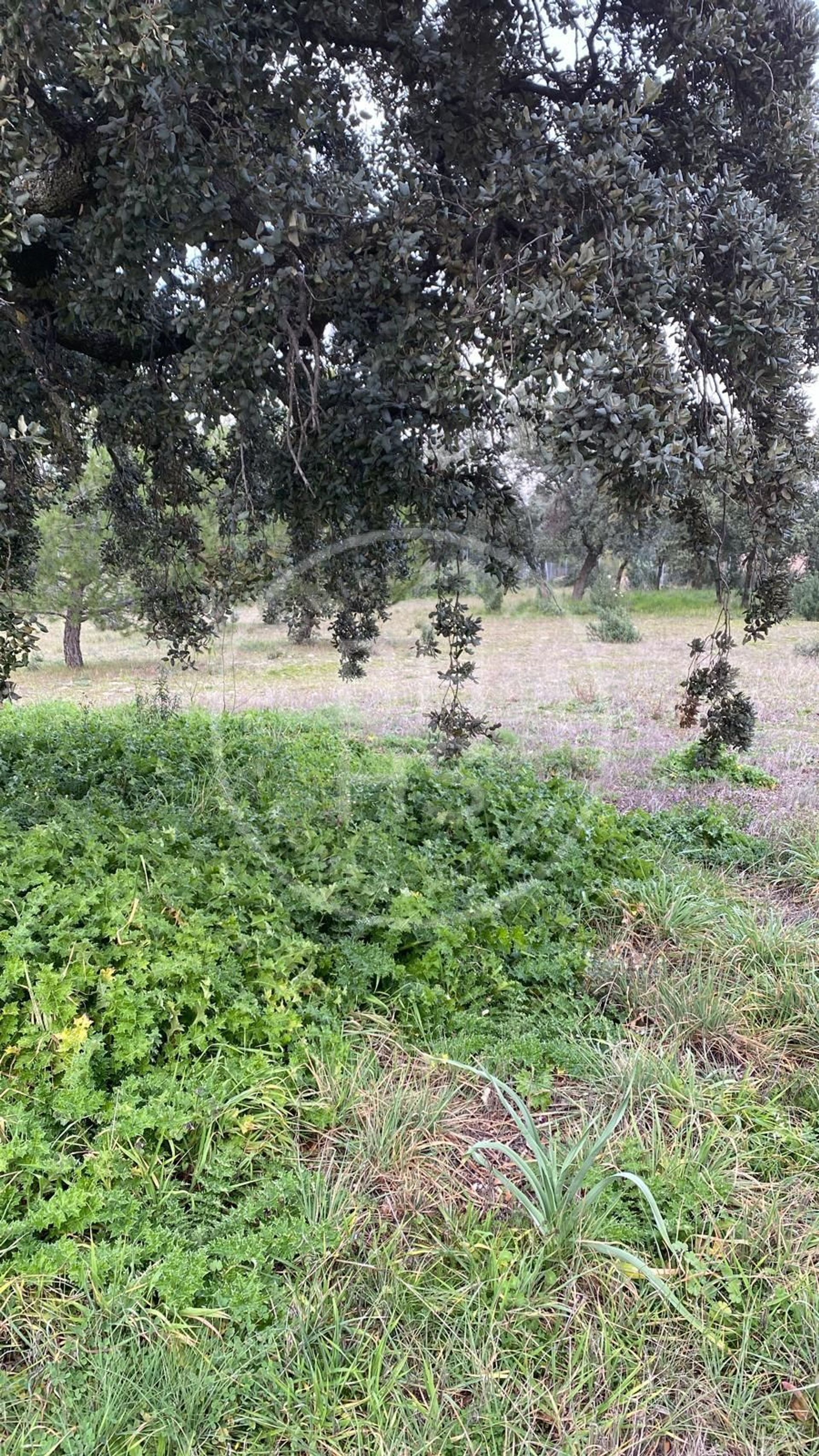 Land in San Agustin de Guadalix, Madrid 12622621