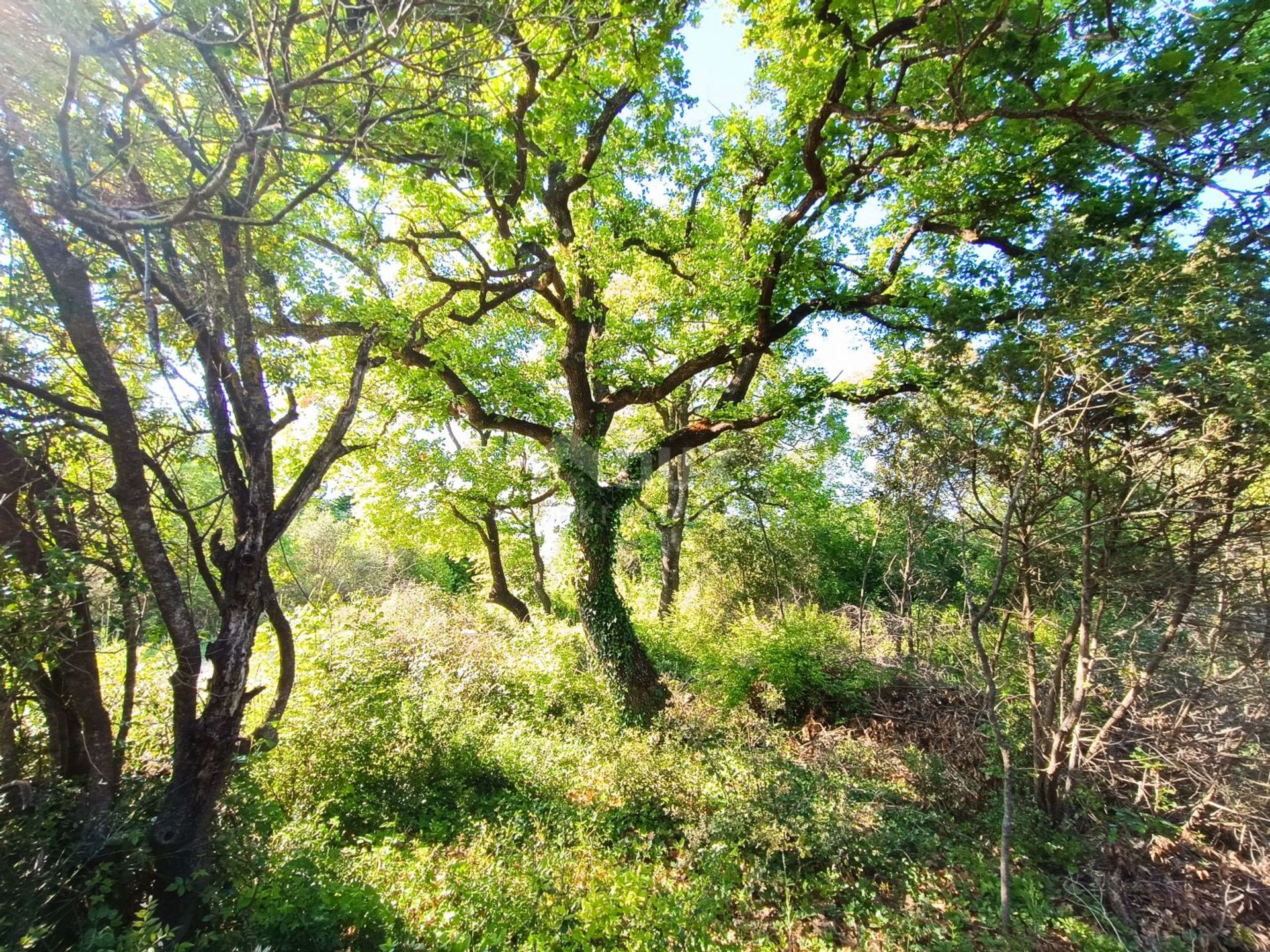 Terra no Peroj, Istria County 12622826