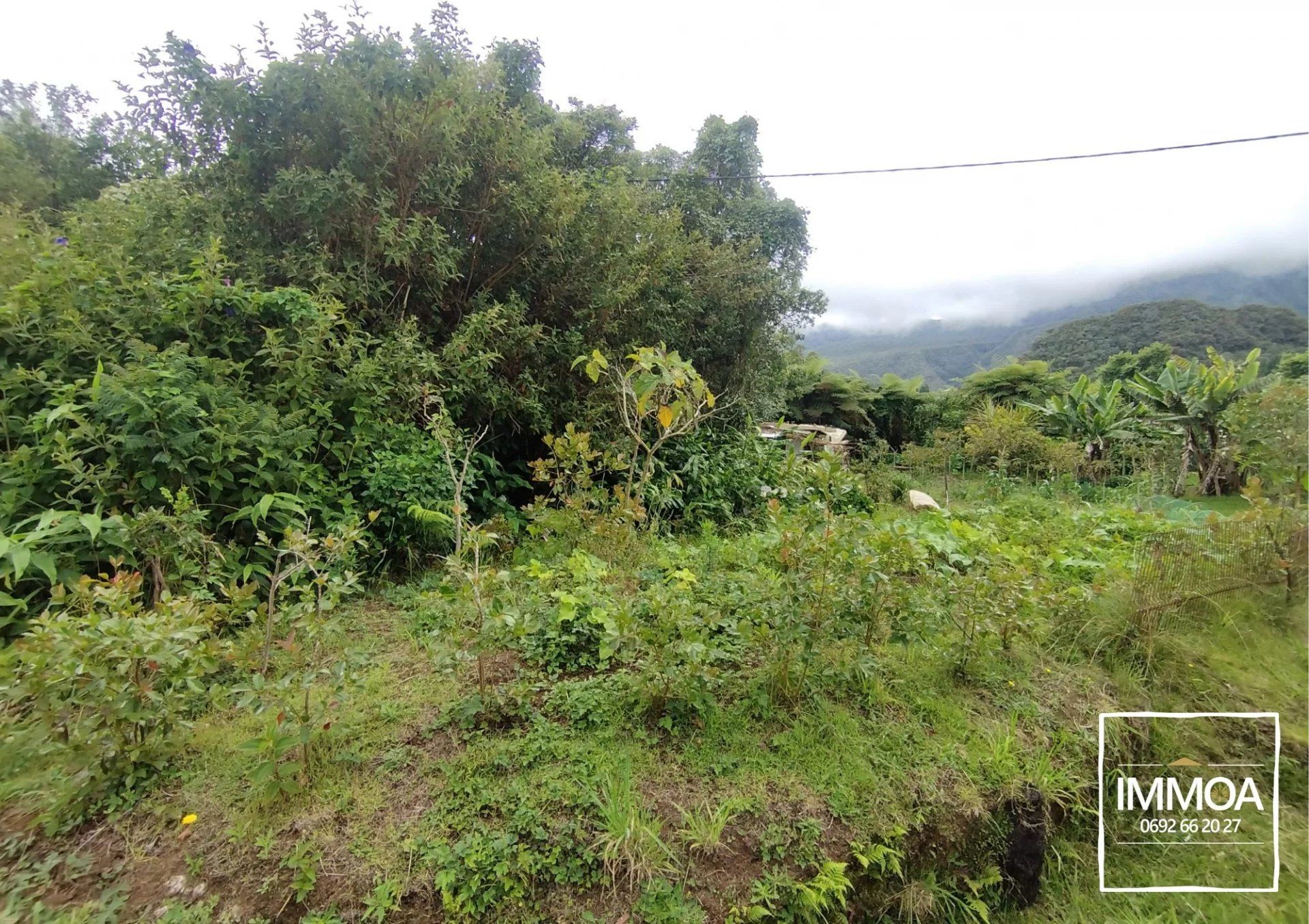 Terre dans La Plaine-des-Palmistes, La Réunion 12632471