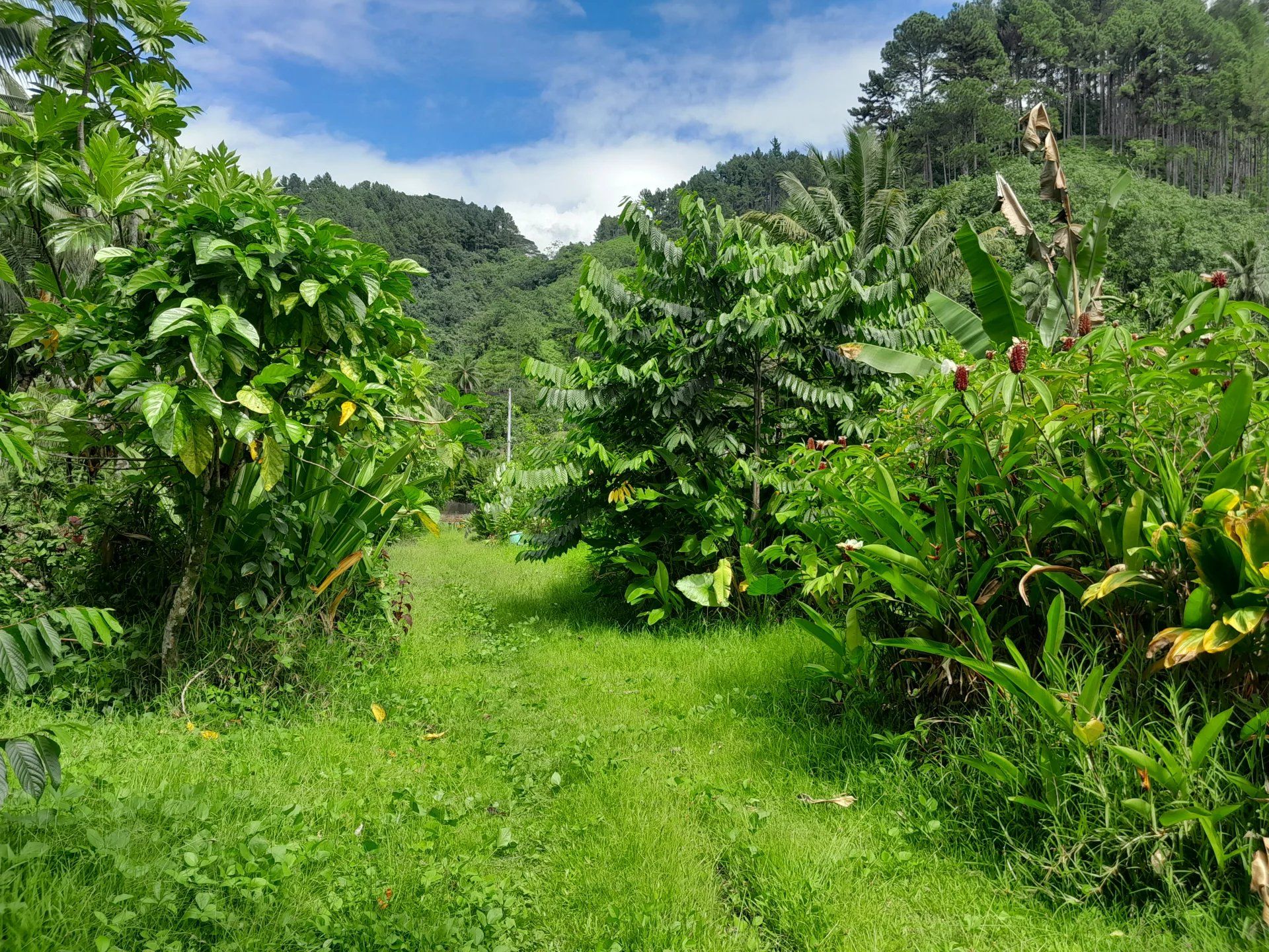 भूमि में Faaone, Îles du Vent 12633469