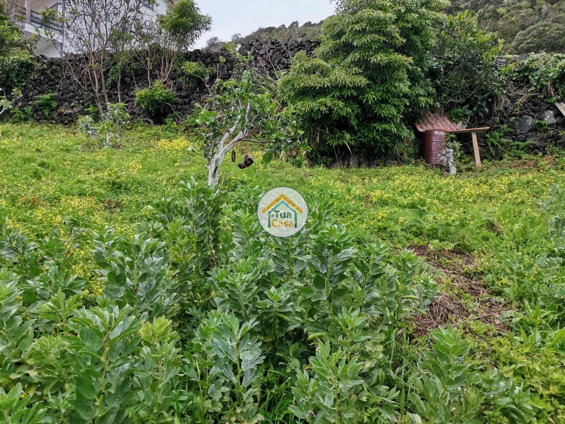 Hus i Calheta, Azores 12636055