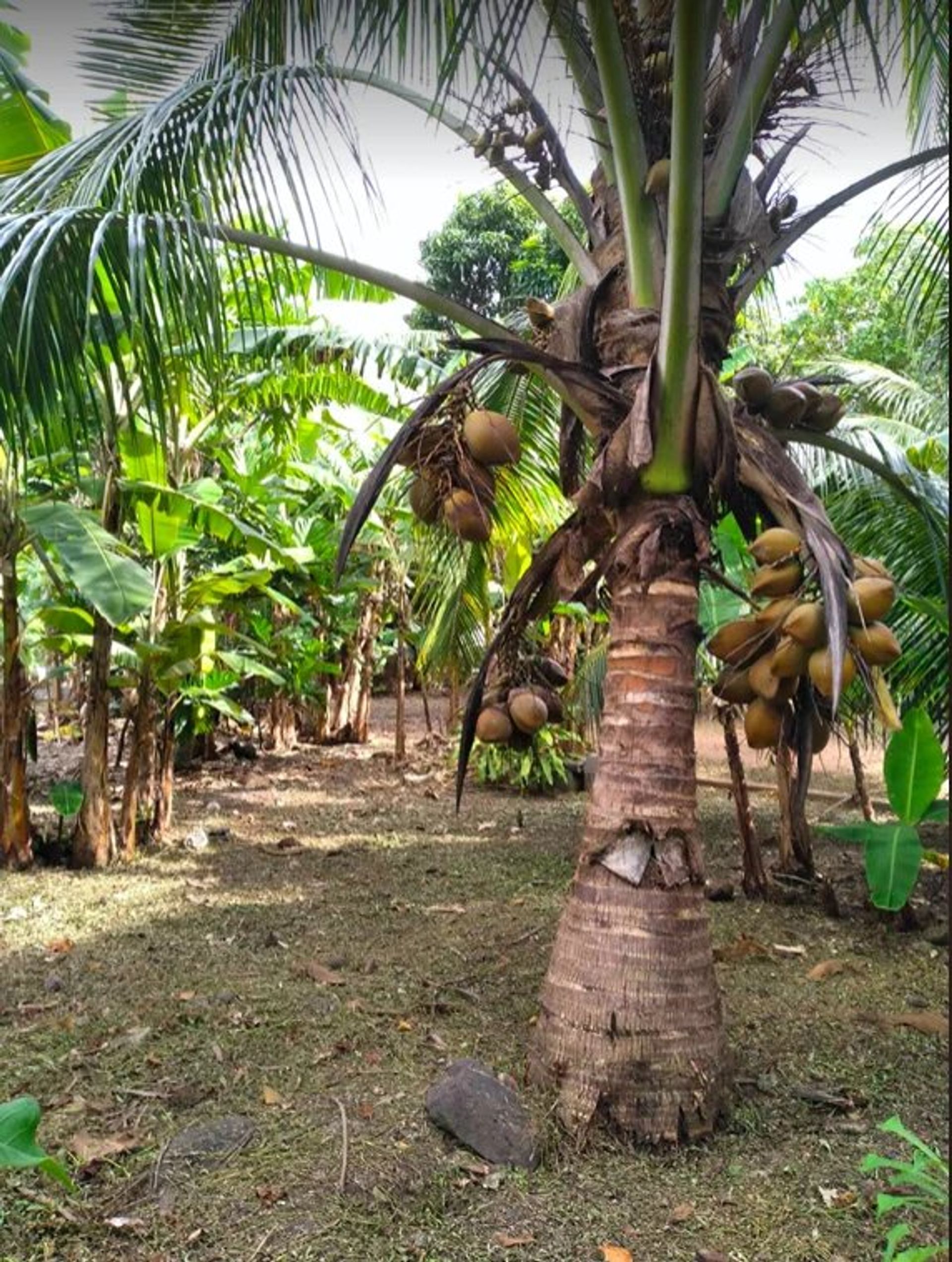 Tierra en Moorea-Maiao, Îles du Vent 12642121