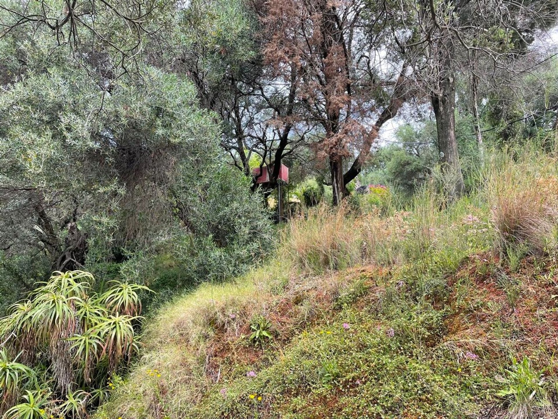 بيع بالتجزئة في Paleokastritsa,  12650809