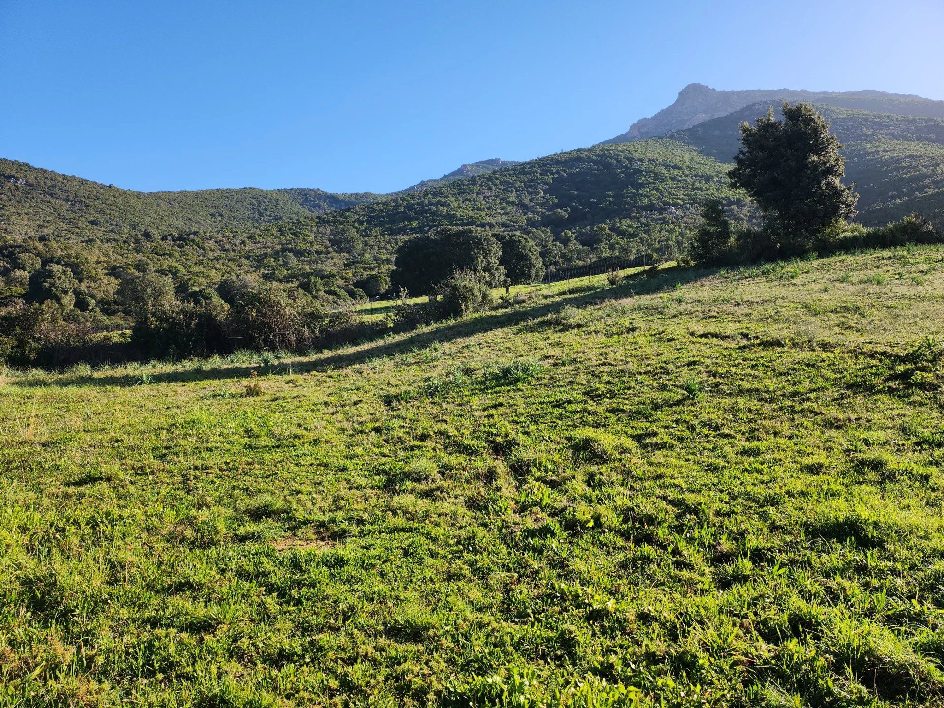 ארץ ב Bastelicaccia, Corse-du-Sud 12664836